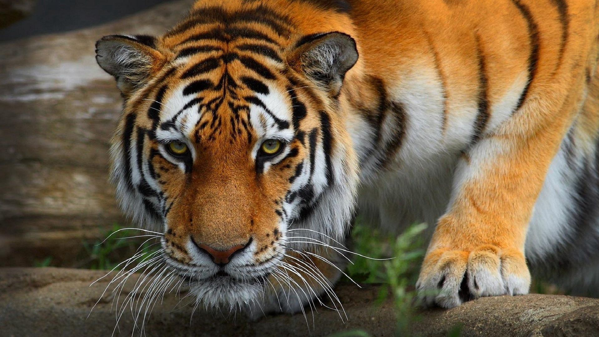 65466 Hintergrundbild herunterladen tiere, raubtier, predator, tiger, wilde katze, wildkatze - Bildschirmschoner und Bilder kostenlos