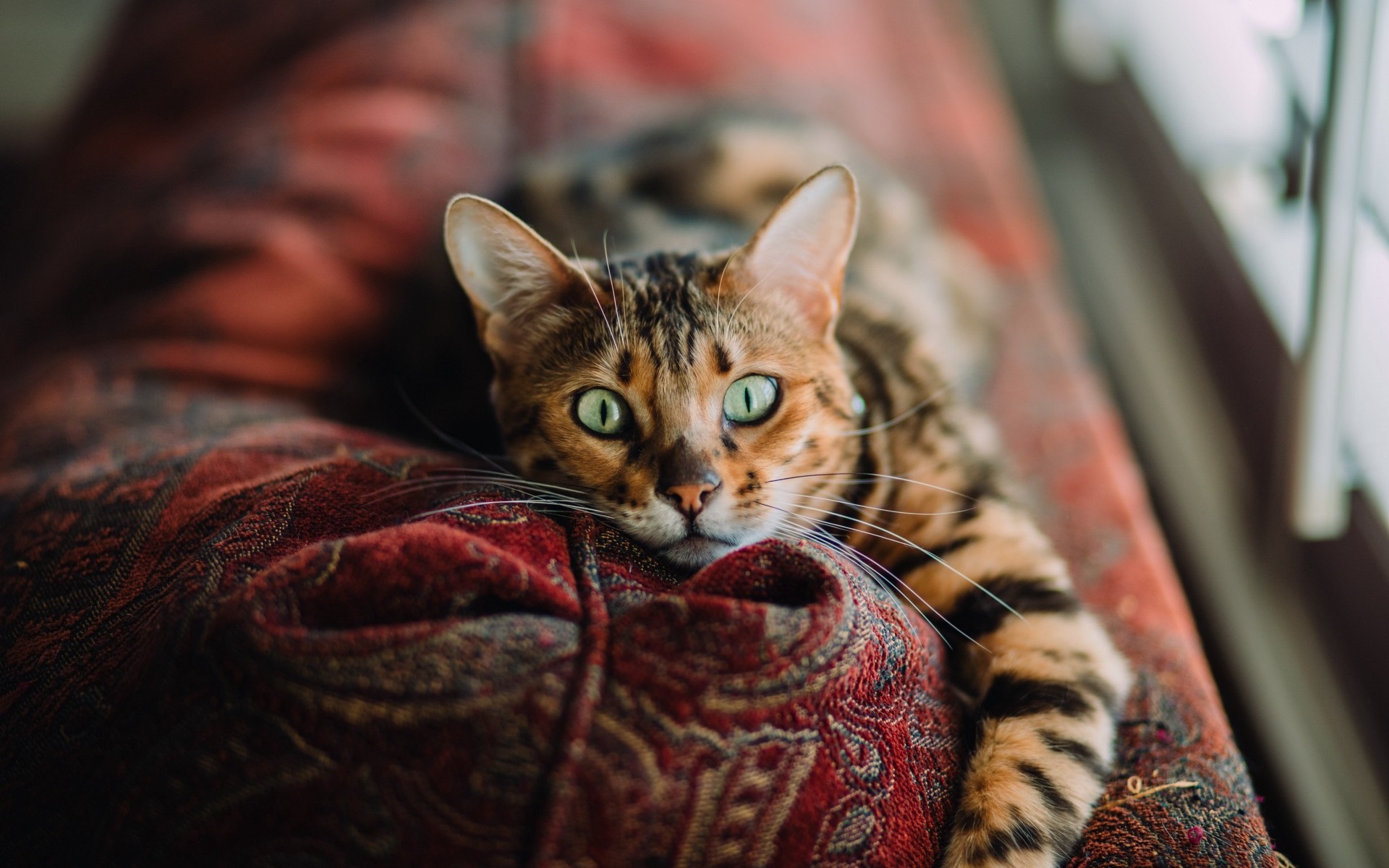 Baixe gratuitamente a imagem Animais, Gatos, Gato, Olhar Fixamente na área de trabalho do seu PC