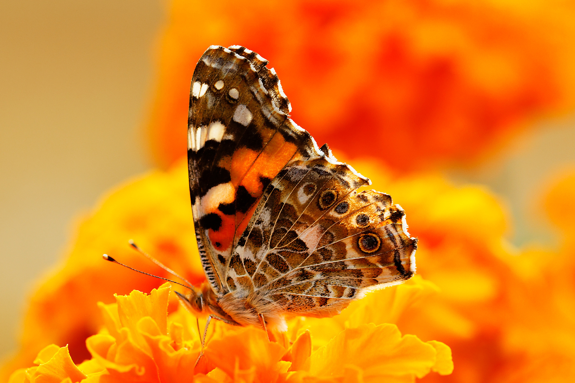 Handy-Wallpaper Tiere, Schmetterlinge, Makro, Insekt, Verwischen, Gelbe Blume kostenlos herunterladen.