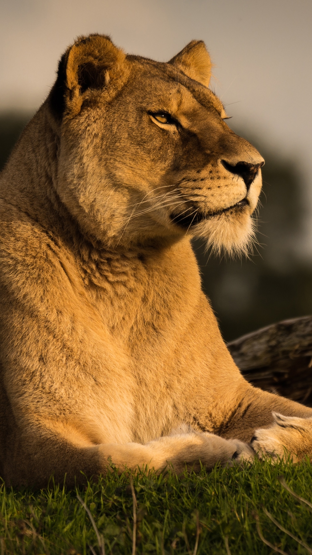 Descarga gratuita de fondo de pantalla para móvil de Animales, Gatos, León.