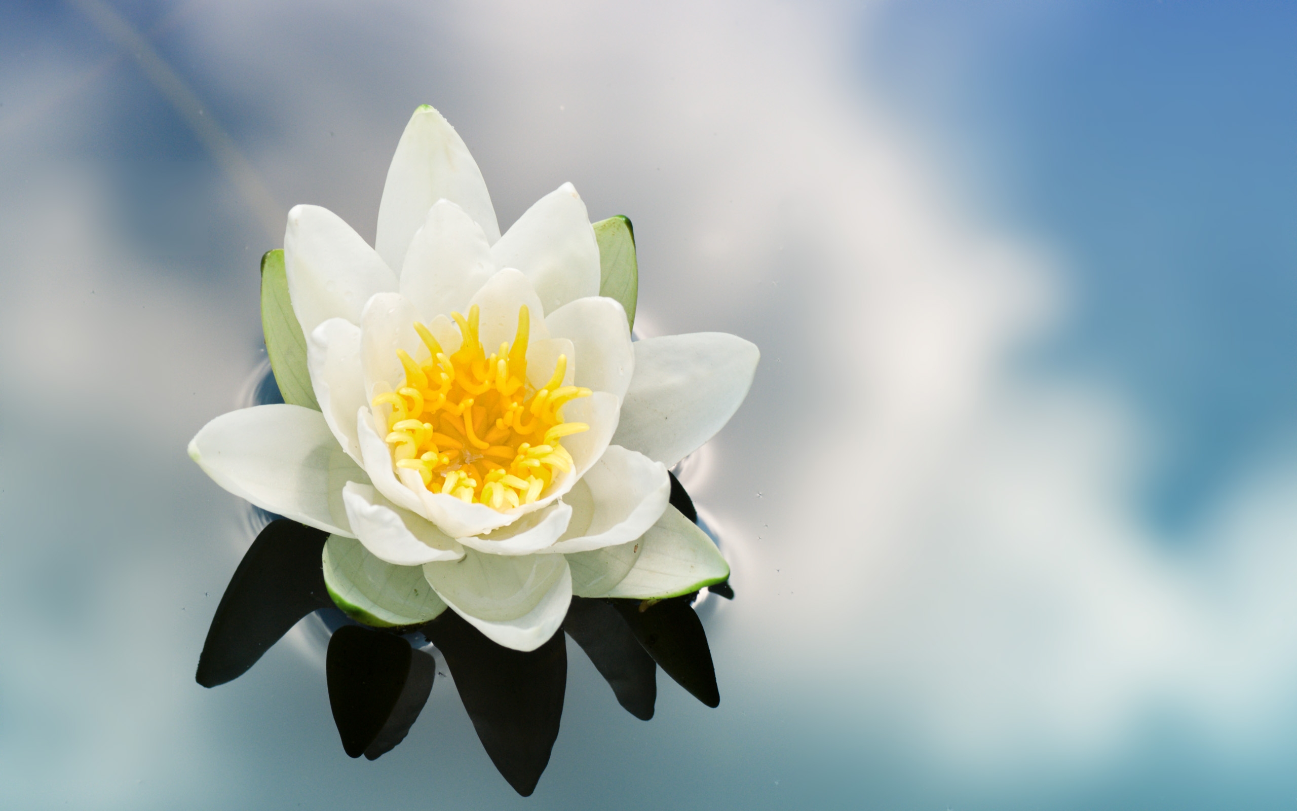 Download mobile wallpaper Water Lily, Flowers, Earth for free.