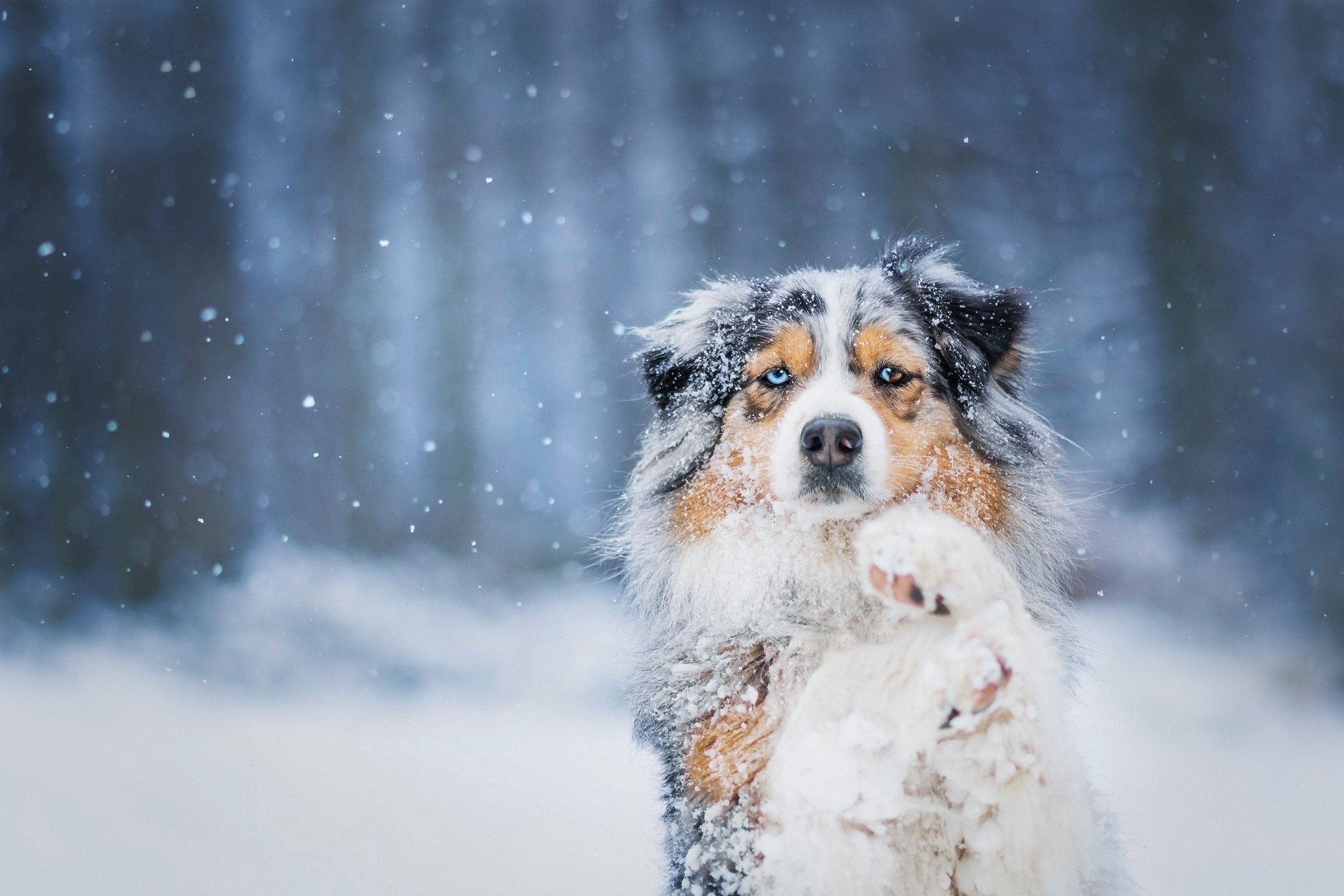 Laden Sie das Tiere, Hunde, Schnee, Hund, Australischer Hirte-Bild kostenlos auf Ihren PC-Desktop herunter