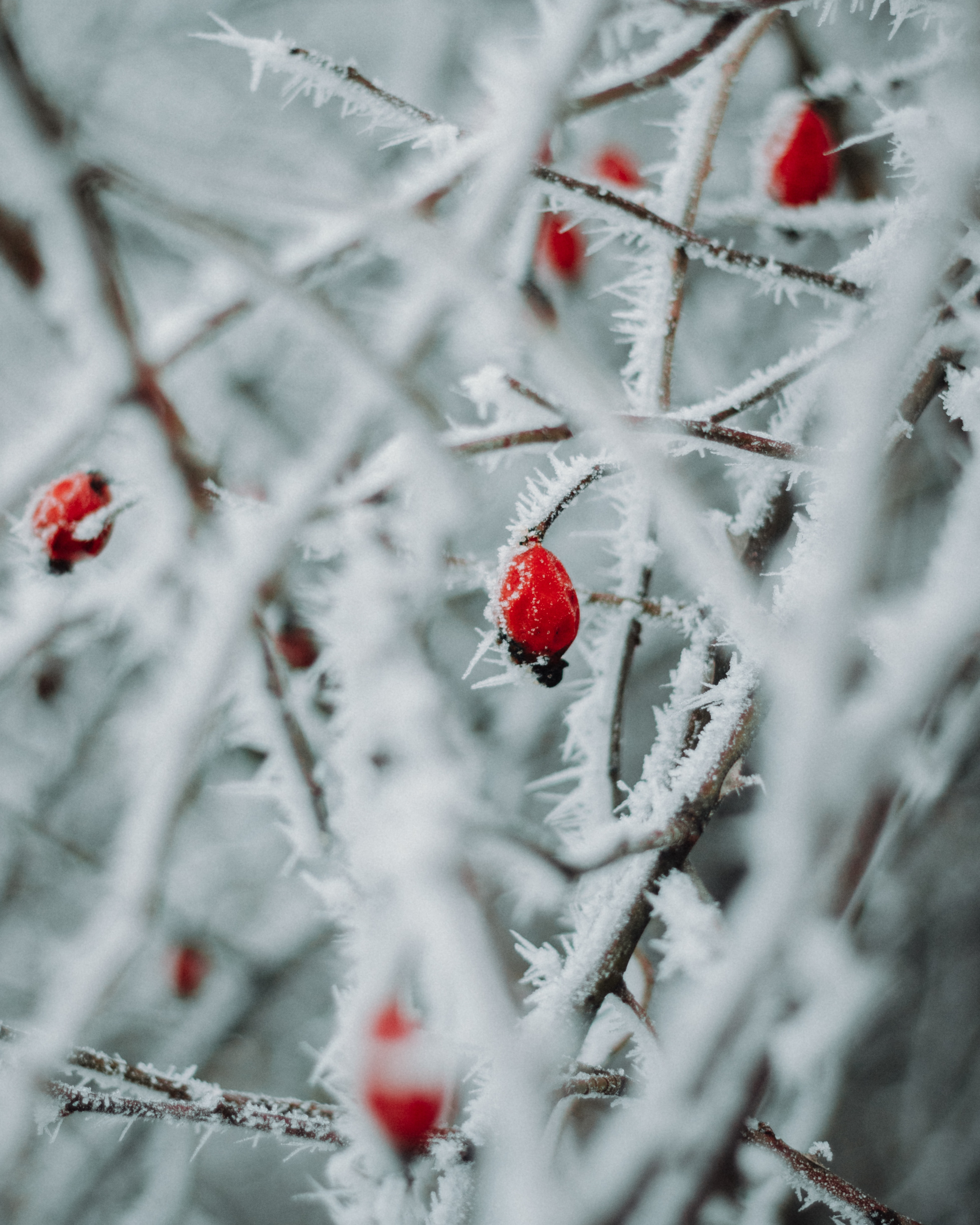 Free download wallpaper Winter, Berries, Macro, Branches, Ice on your PC desktop