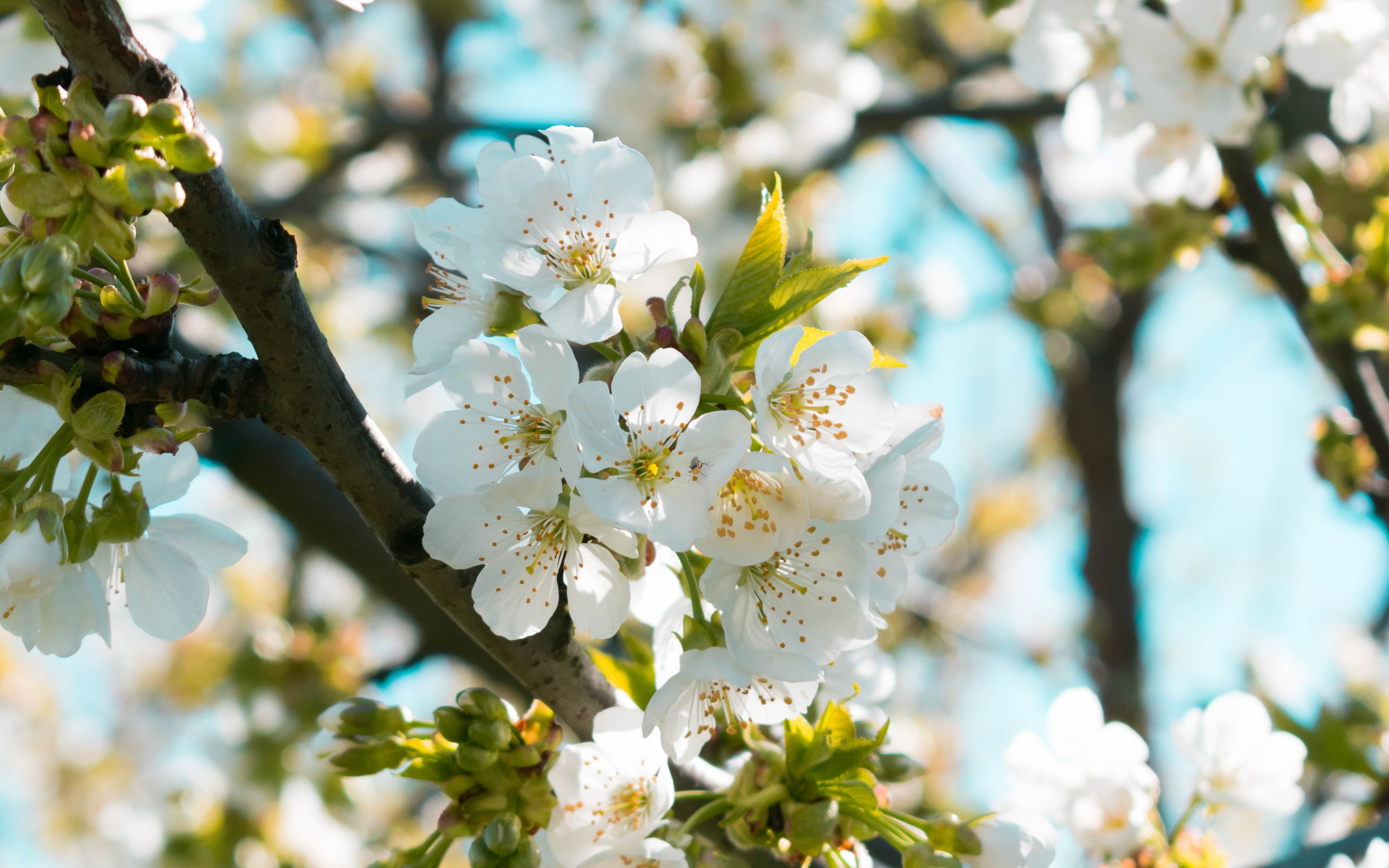 PCデスクトップにフラワーズ, 花, 地球, 春, 白い花画像を無料でダウンロード