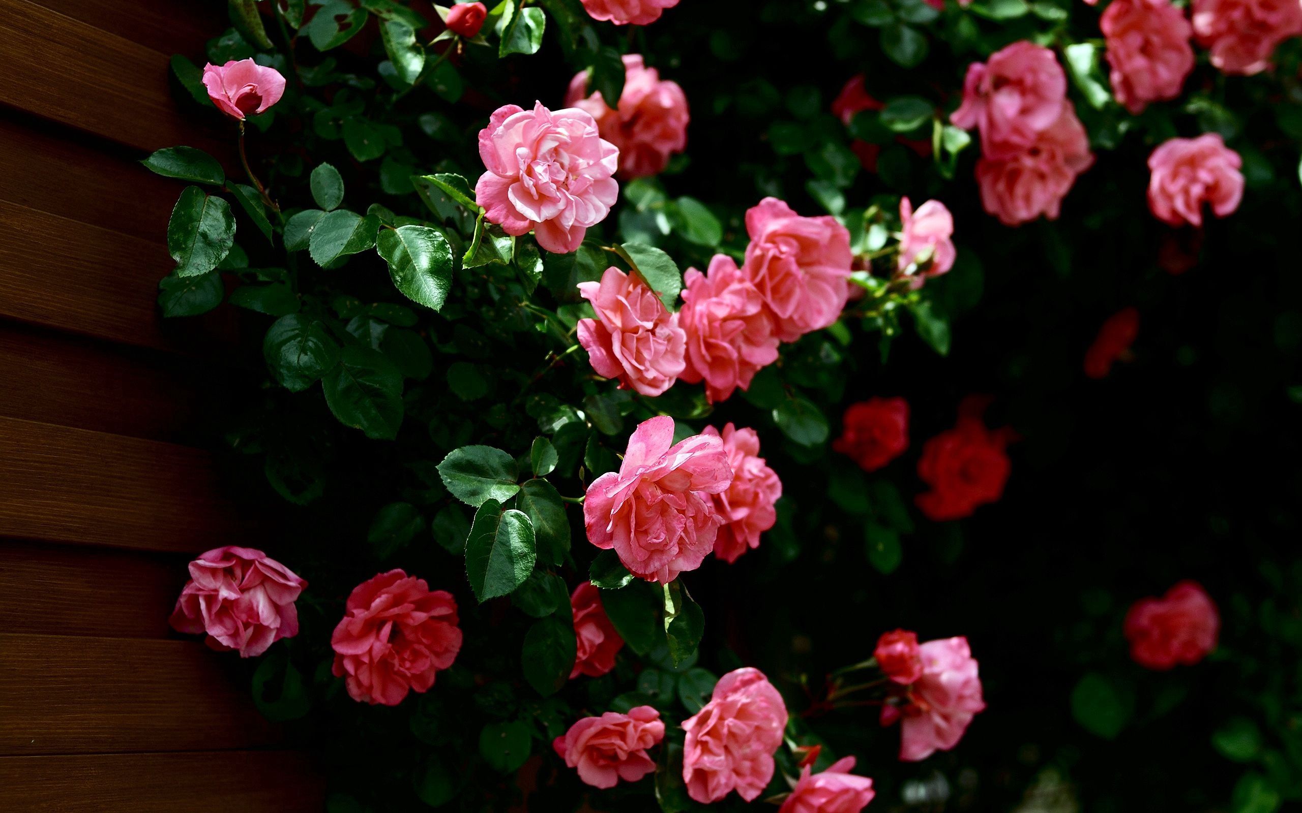 Download mobile wallpaper Greens, Flowers, Wall, Roses for free.