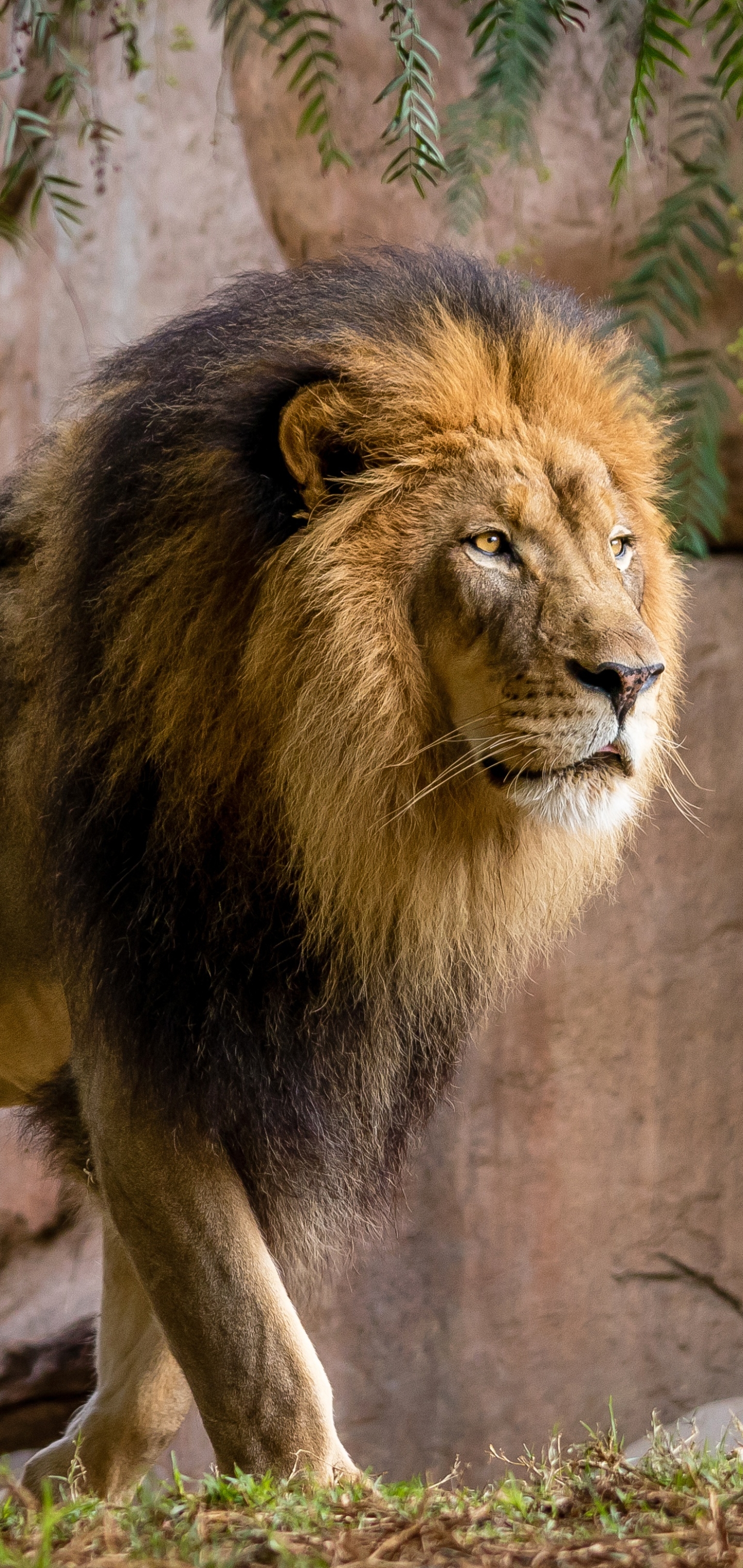 Téléchargez des papiers peints mobile Animaux, Chats, Lion gratuitement.