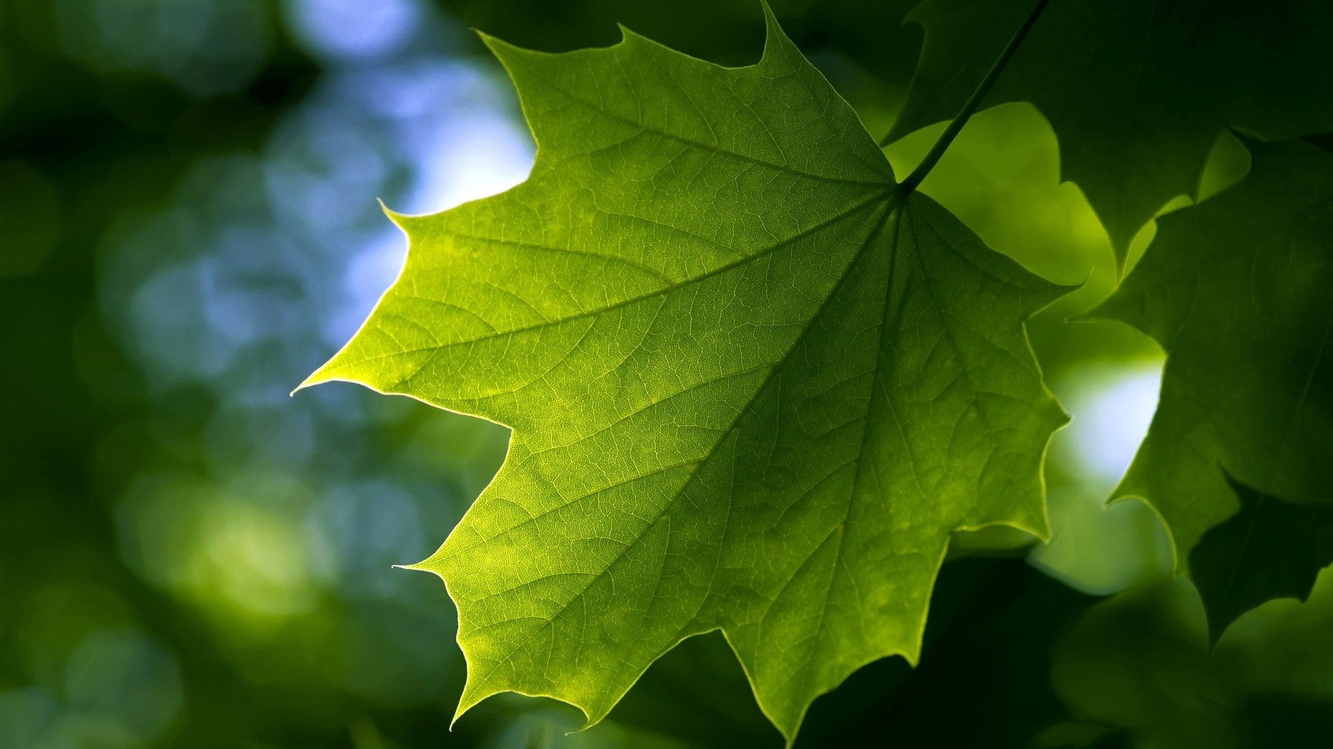 Free download wallpaper Leaf, Earth on your PC desktop