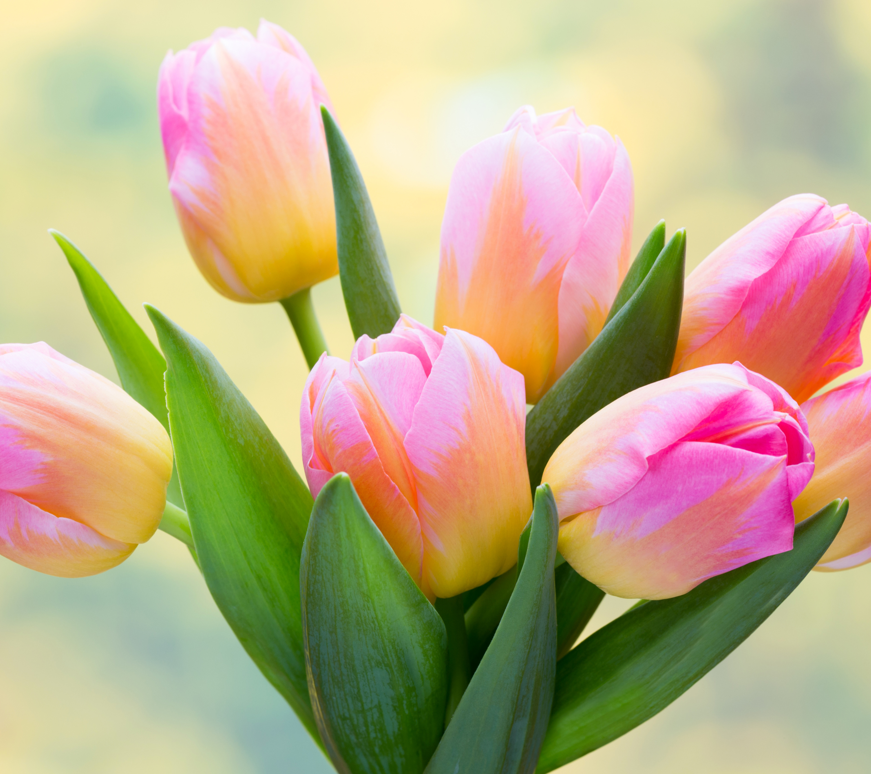 Free download wallpaper Flowers, Flower, Earth, Tulip, Pink Flower on your PC desktop