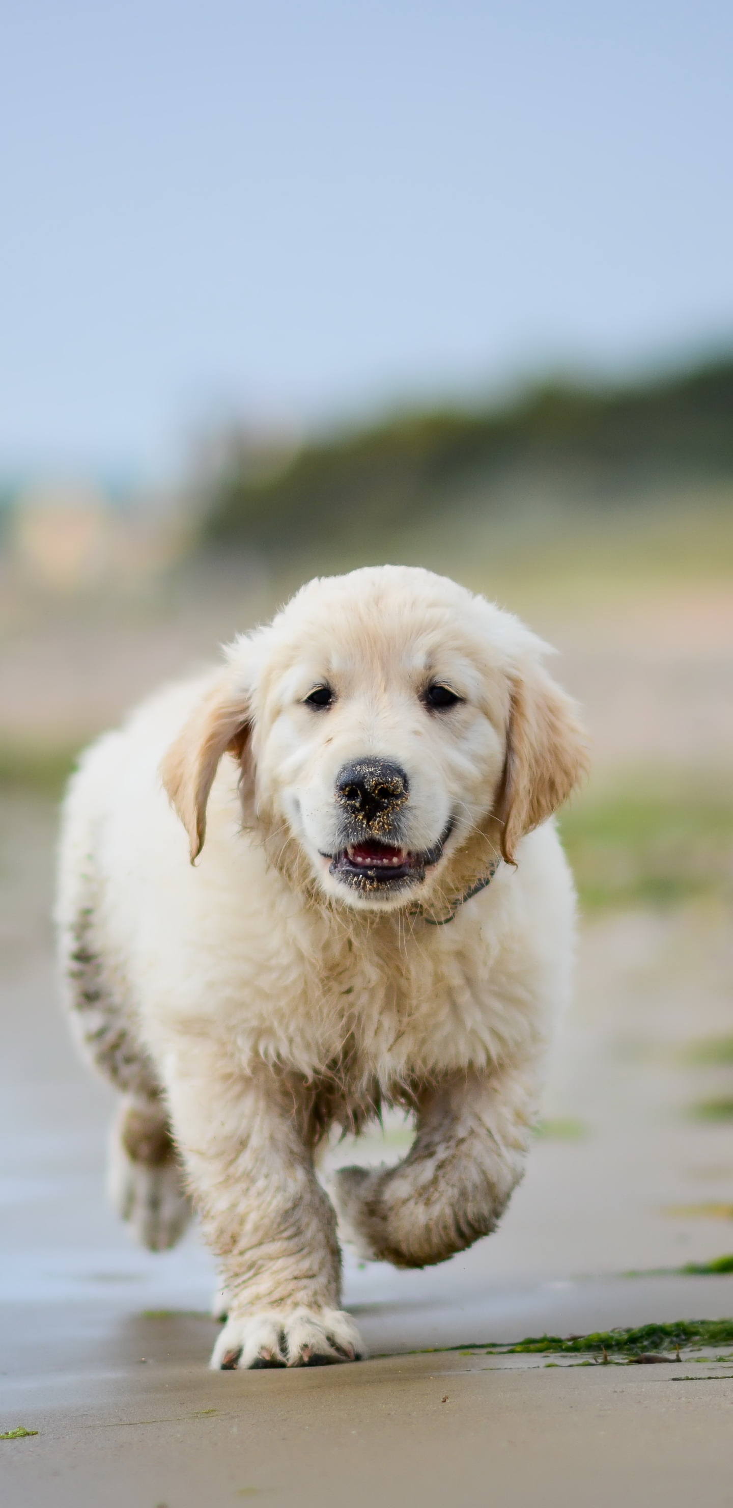 Download mobile wallpaper Dogs, Sand, Dog, Animal, Puppy, Golden Retriever, Baby Animal, Depth Of Field for free.