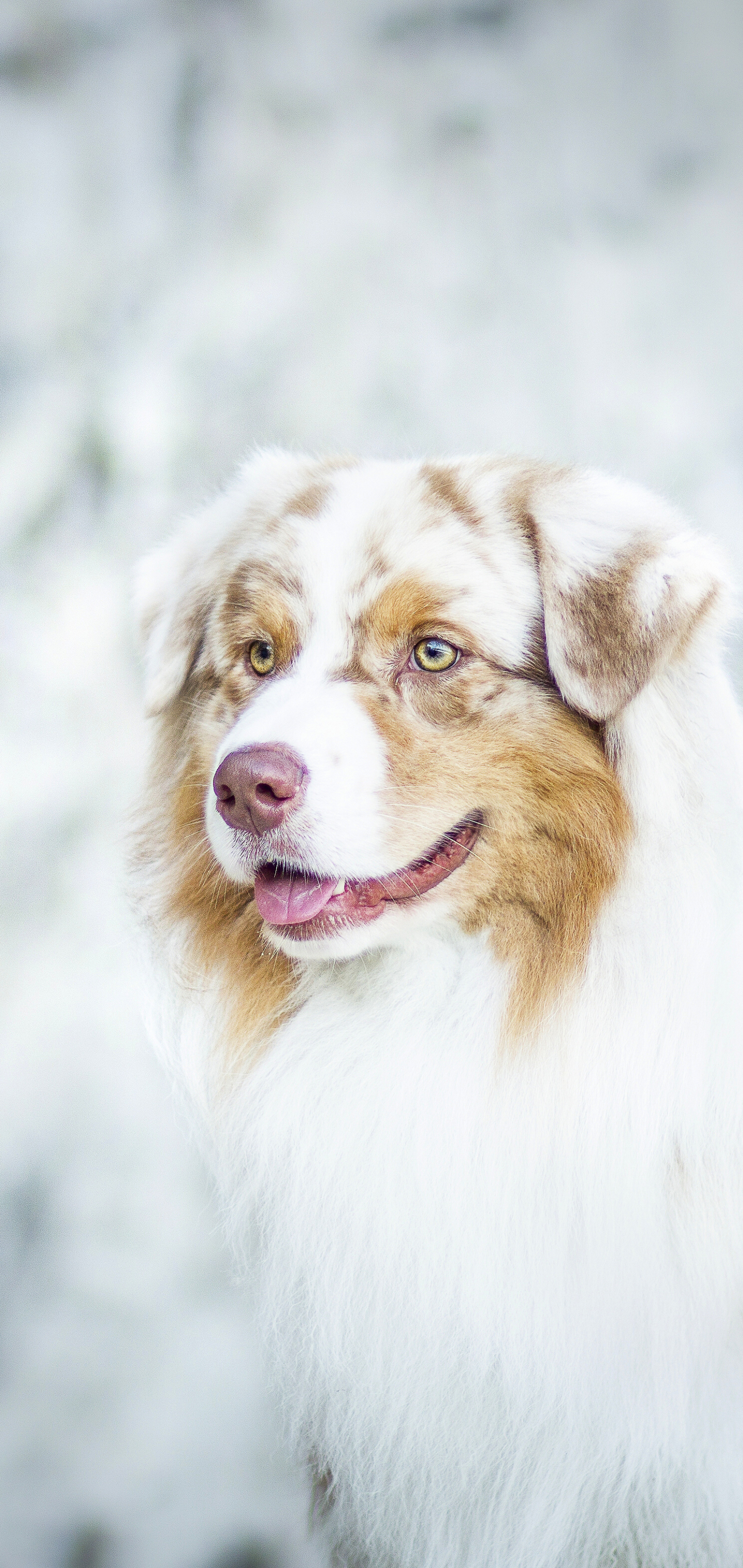 Download mobile wallpaper Dogs, Dog, Blur, Animal, Australian Shepherd for free.