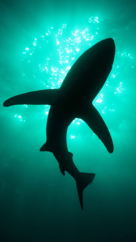 Téléchargez des papiers peints mobile Animaux, Requin, Les Requins gratuitement.