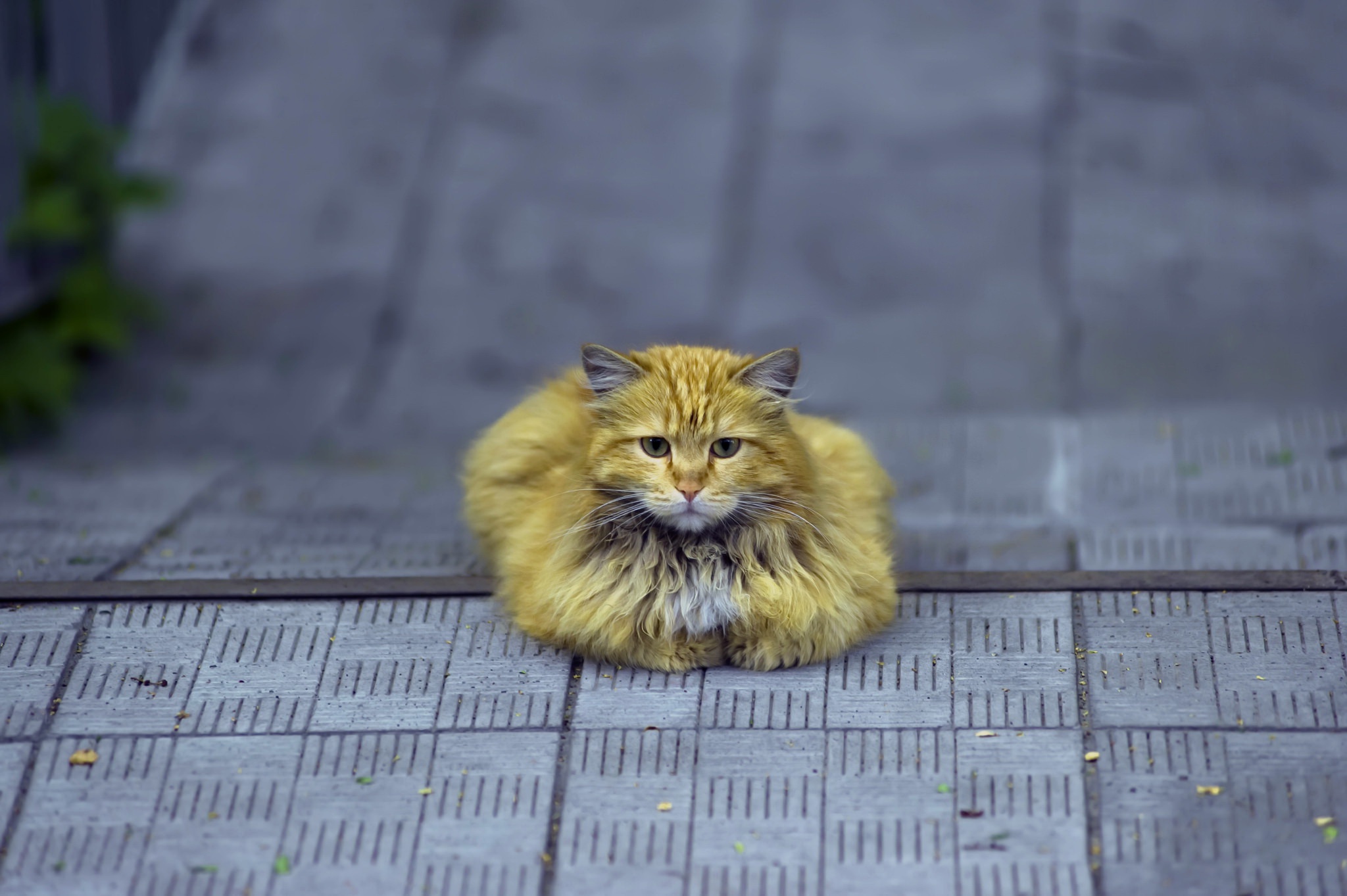 Baixe gratuitamente a imagem Animais, Gatos, Gato na área de trabalho do seu PC