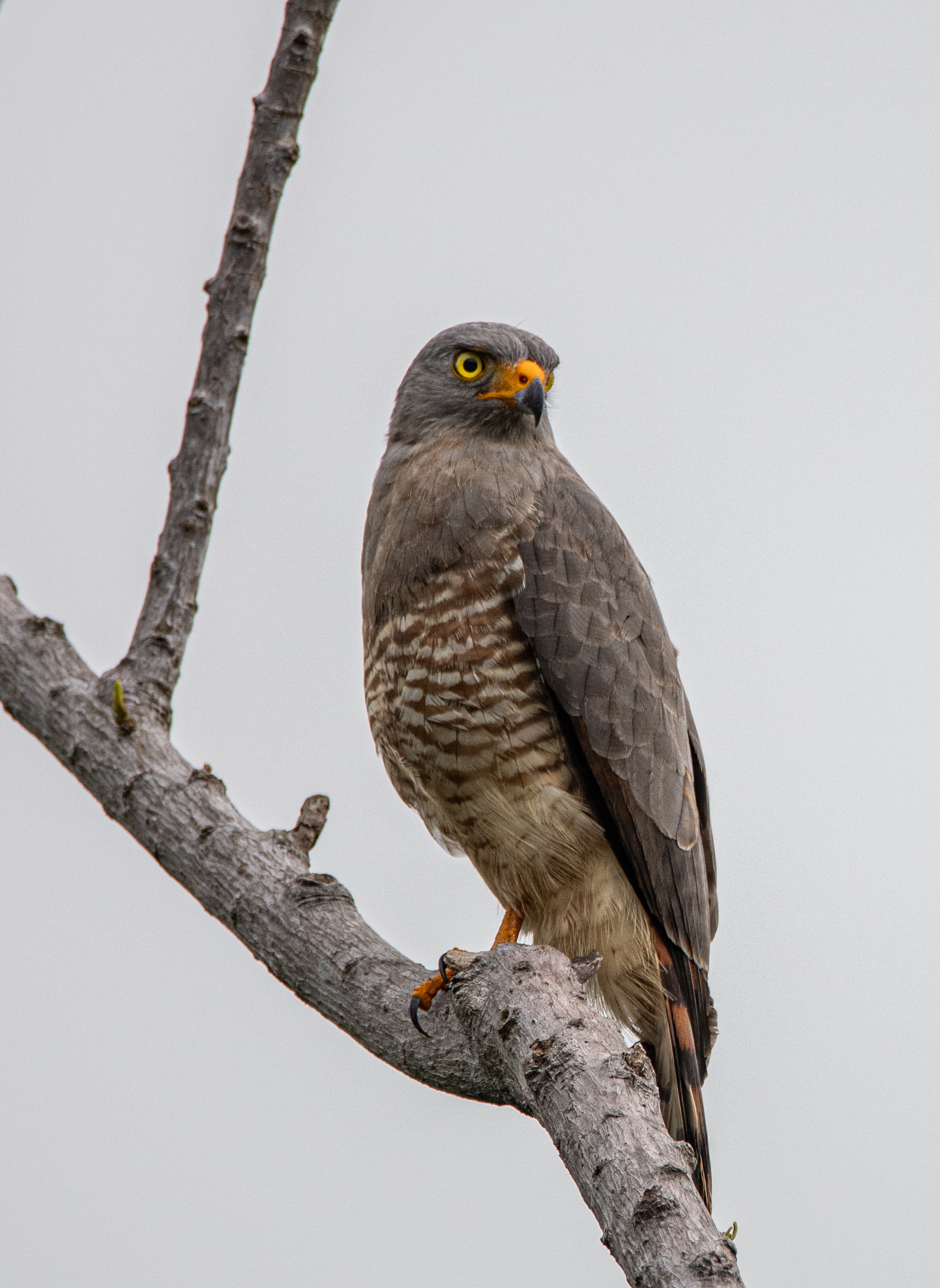 falcon, animals, bird, branch, predator