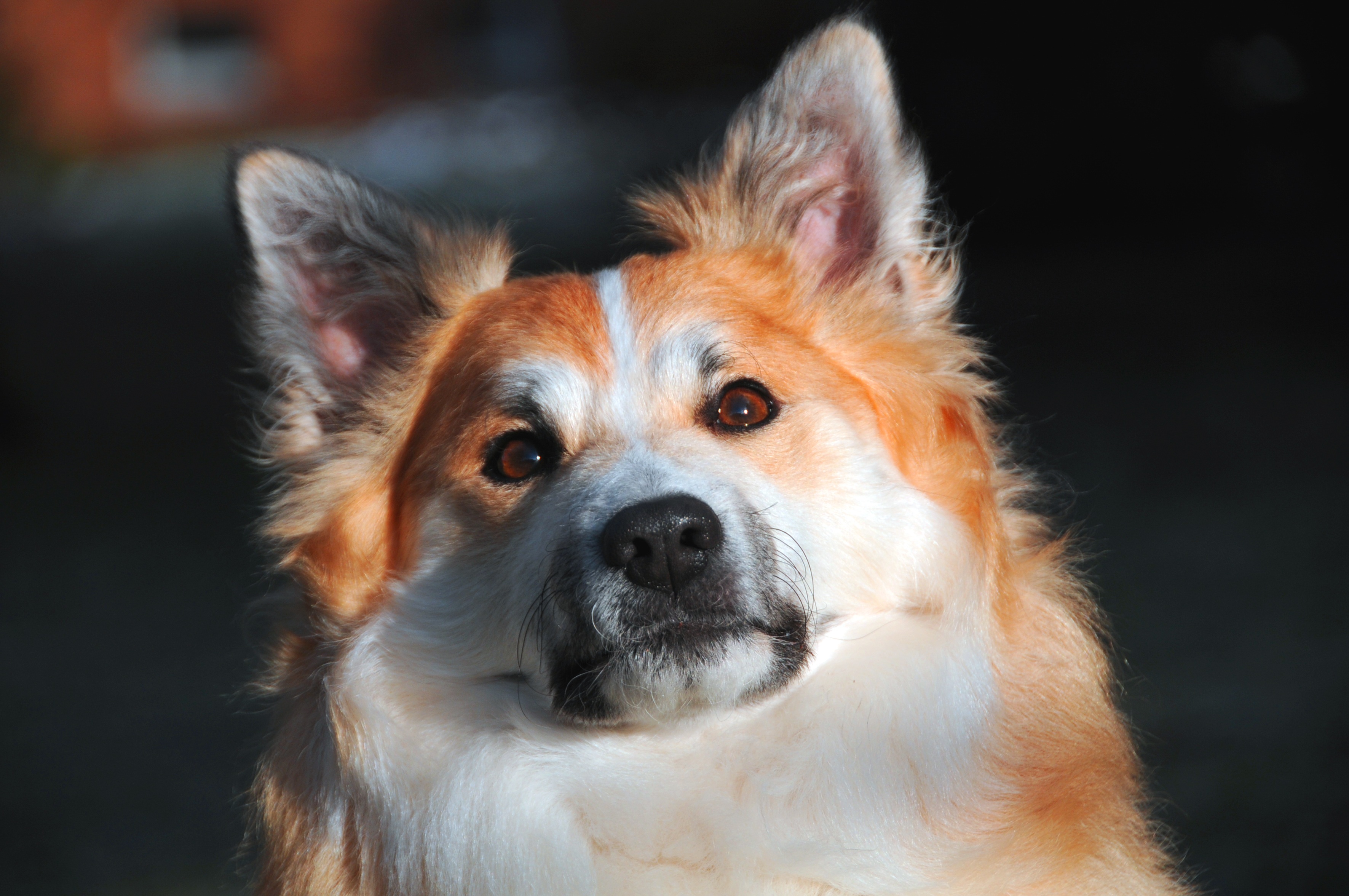 Download PC Wallpaper dog, animals, muzzle, icelandic dog, icelandic shepherd