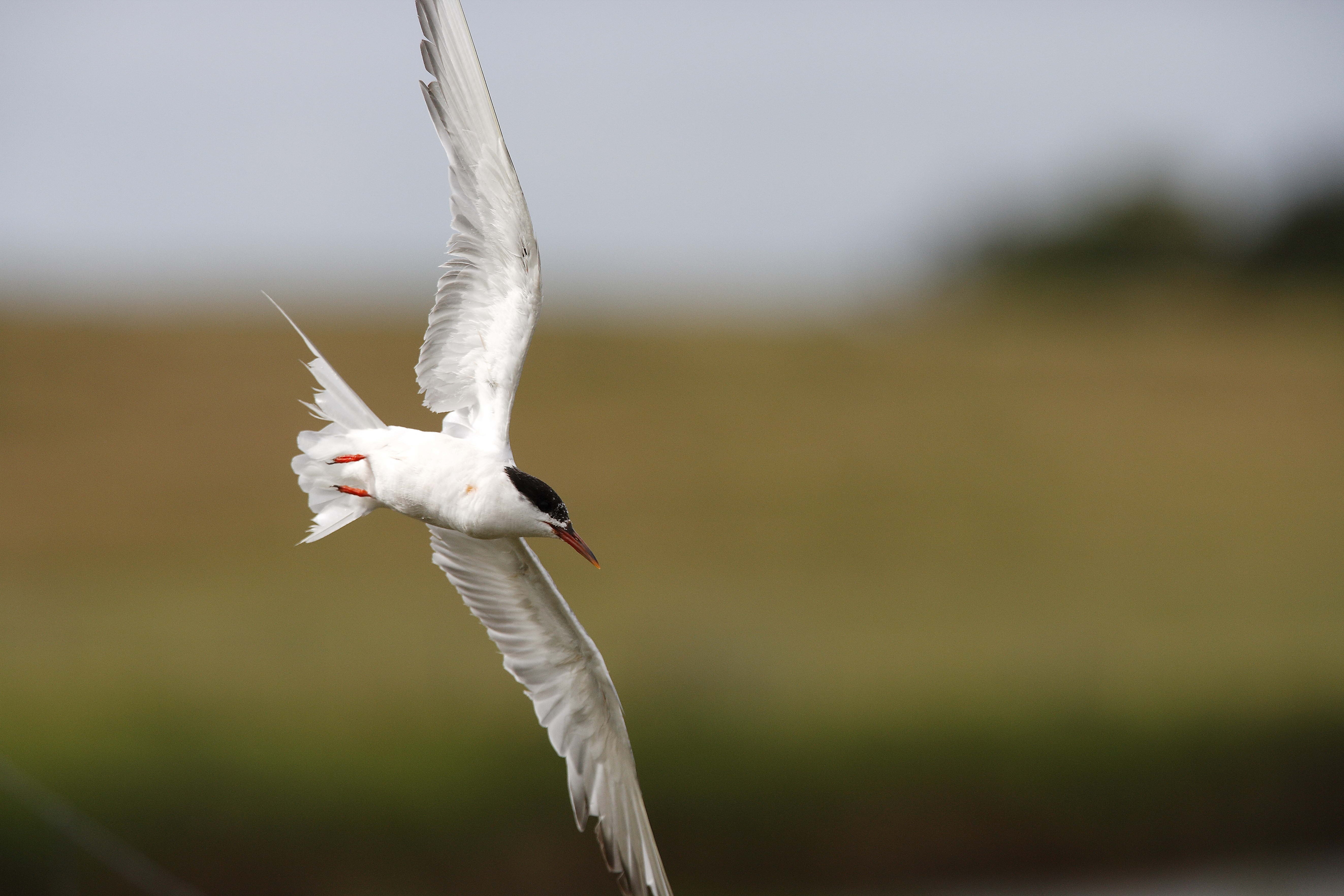 Download mobile wallpaper Flight, Gull, Animals, Smooth, Bird, Seagull, Blur for free.