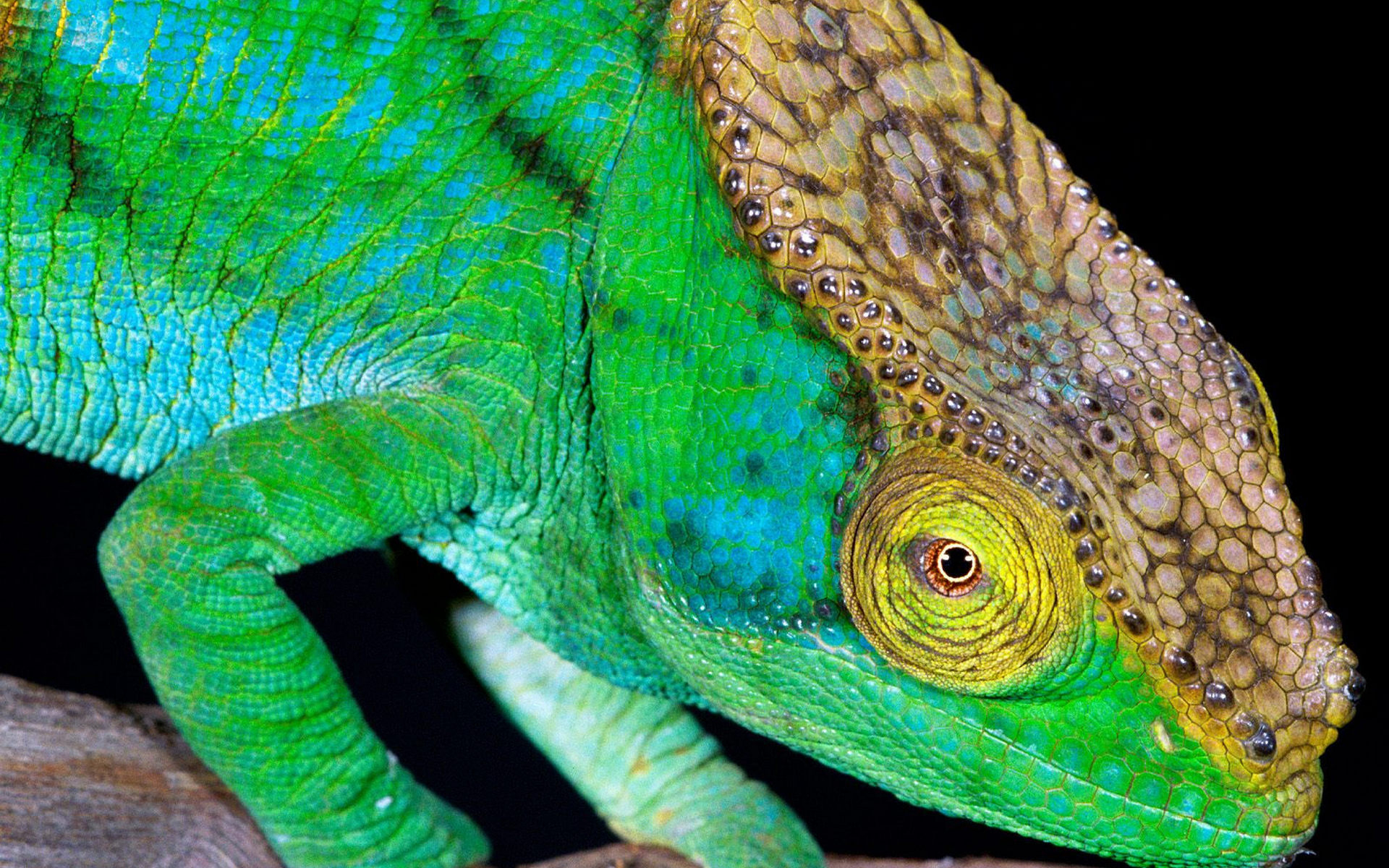 Descarga gratuita de fondo de pantalla para móvil de Camaleón, Reptiles, Animales.
