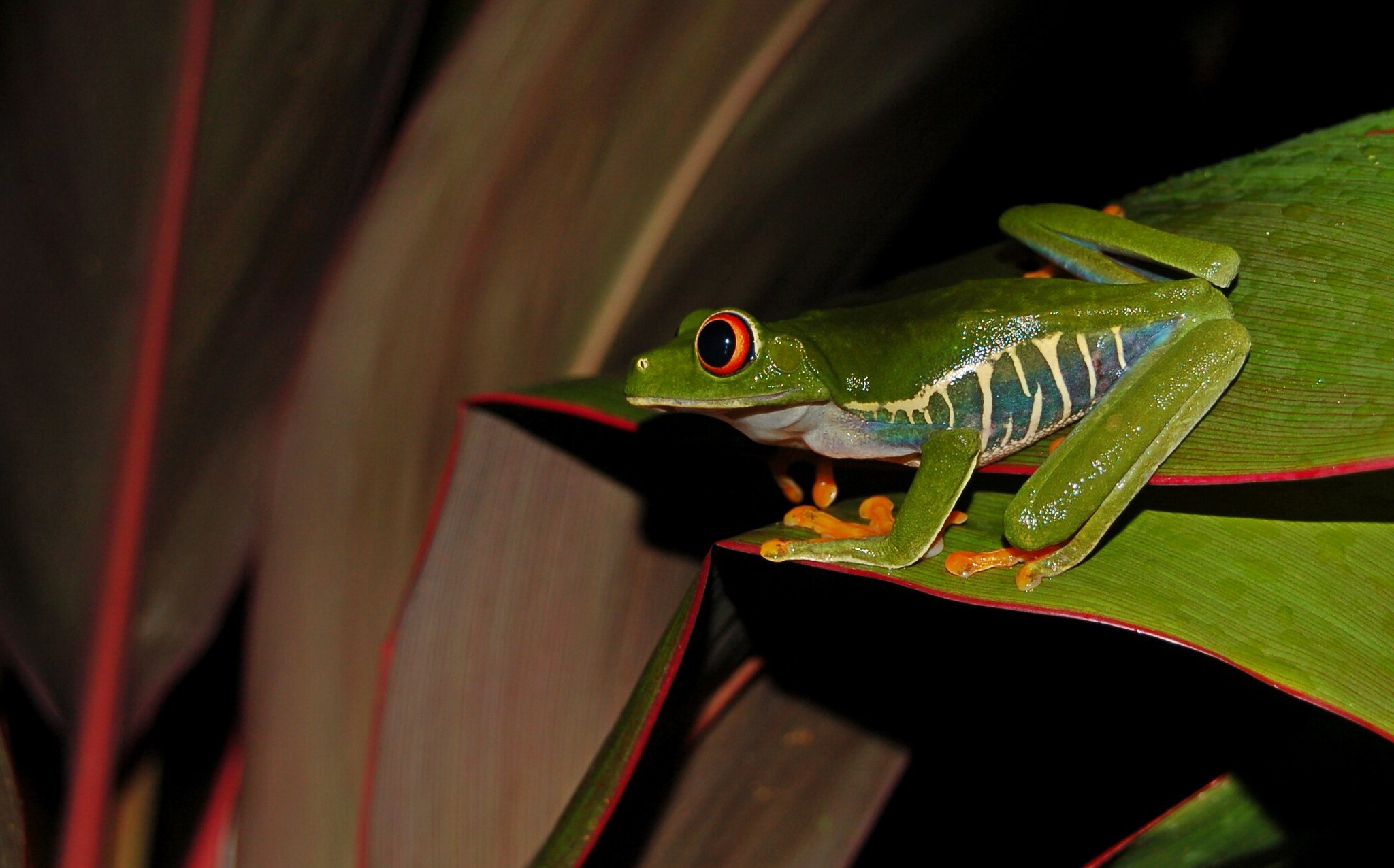 Free download wallpaper Frogs, Animal, Frog, Red Eyed Tree Frog on your PC desktop