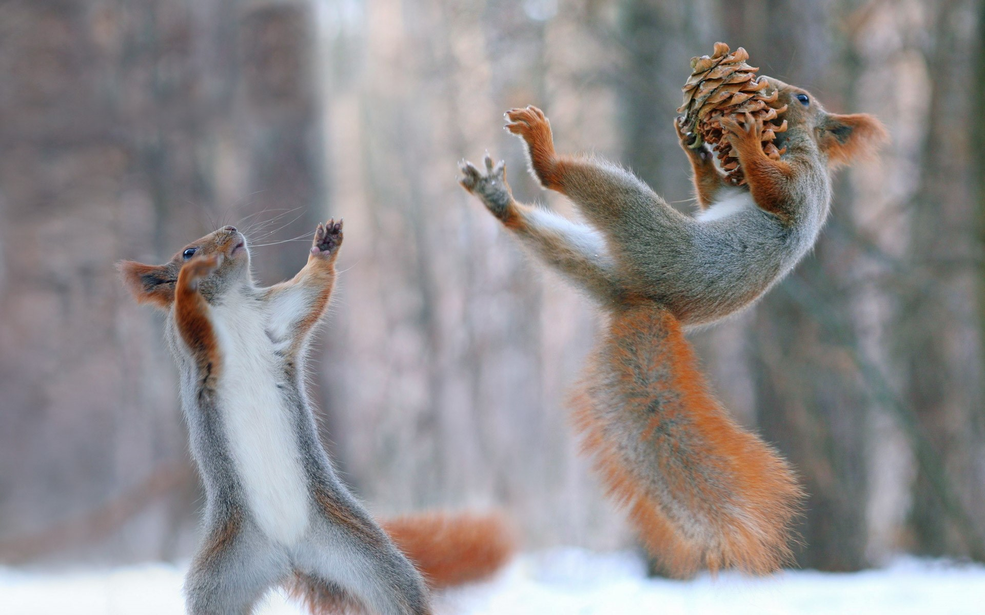 animal, squirrel, acorn, pine cone, playing, rodent, snow