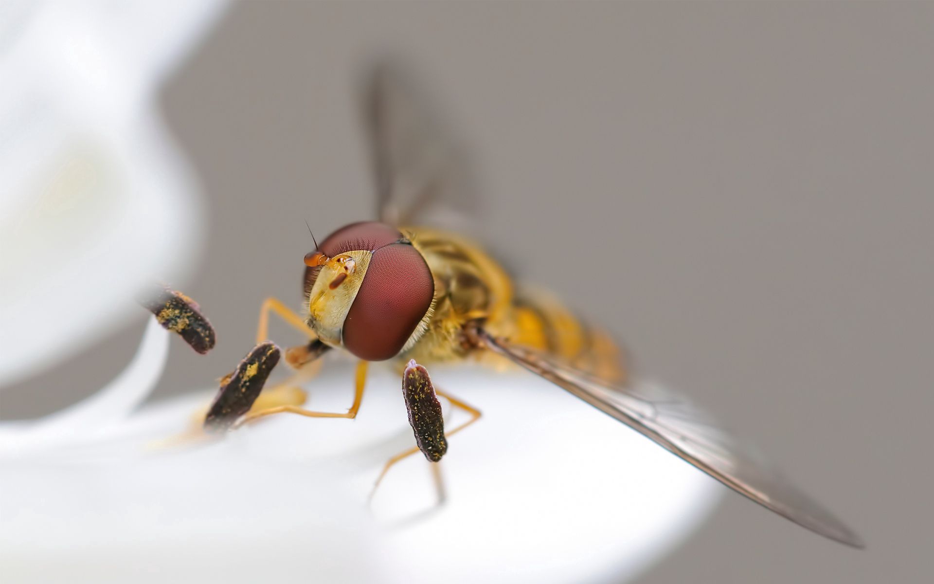 insect, macro, eyes, bee, wings Phone Background