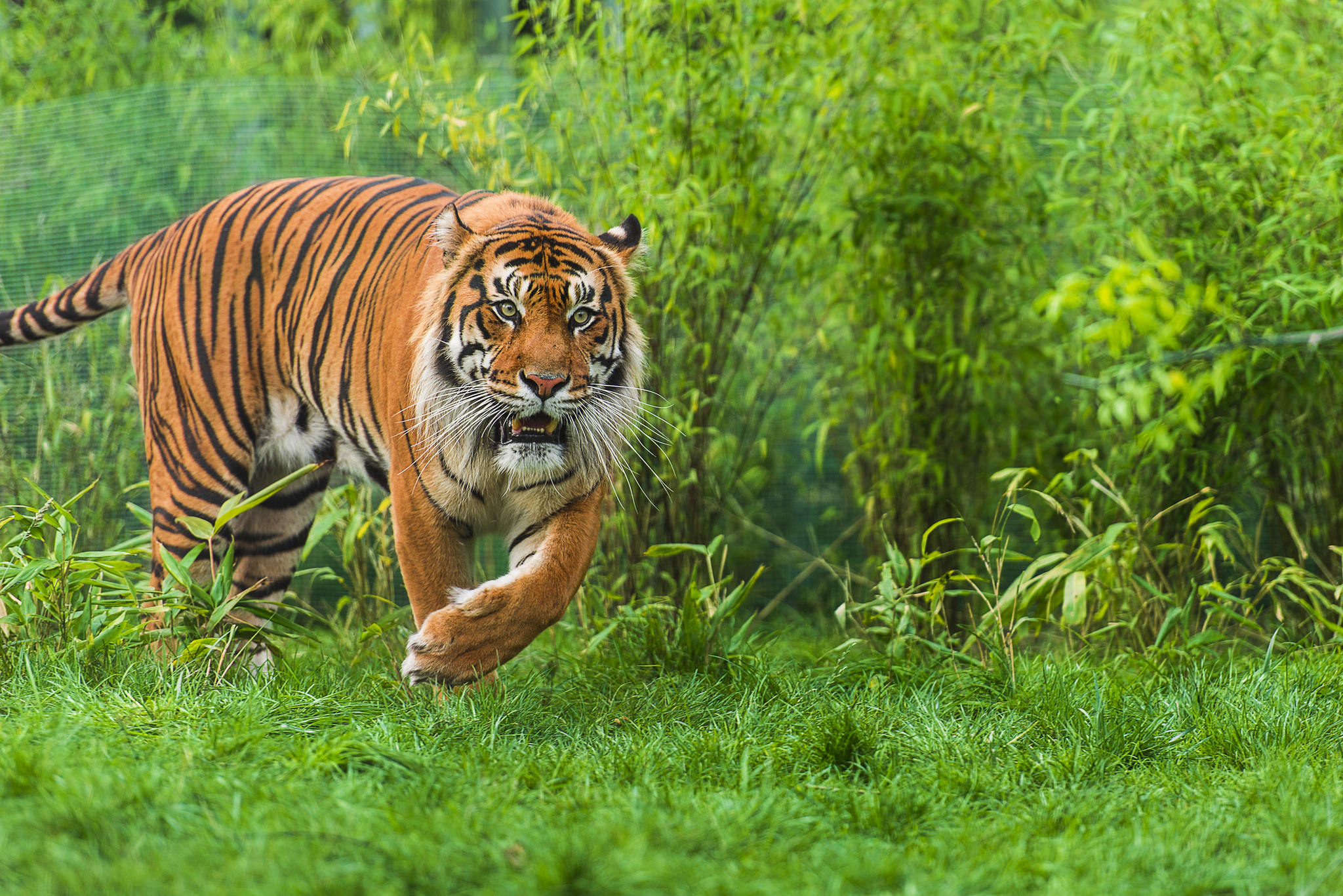 Download mobile wallpaper Cats, Grass, Tiger, Animal for free.
