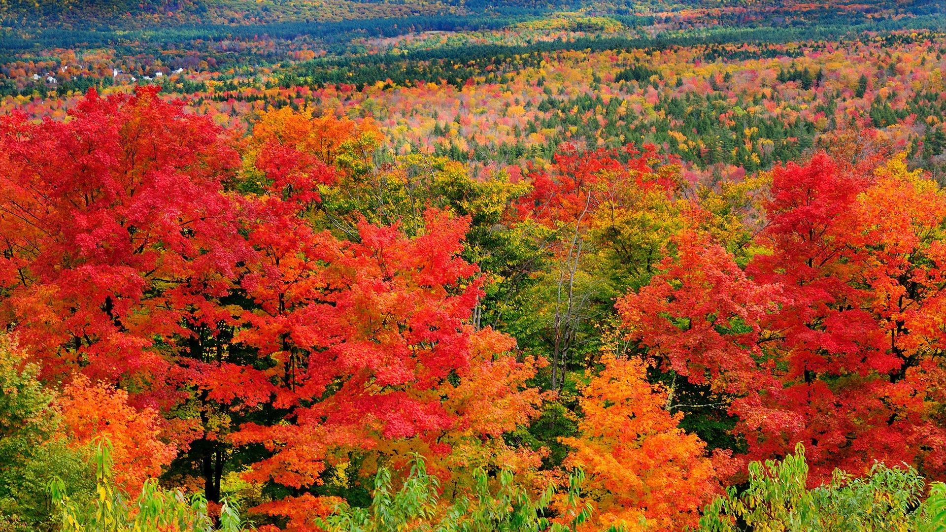 Handy-Wallpaper Natur, Herbst, Wald, Farben, Erde/natur kostenlos herunterladen.