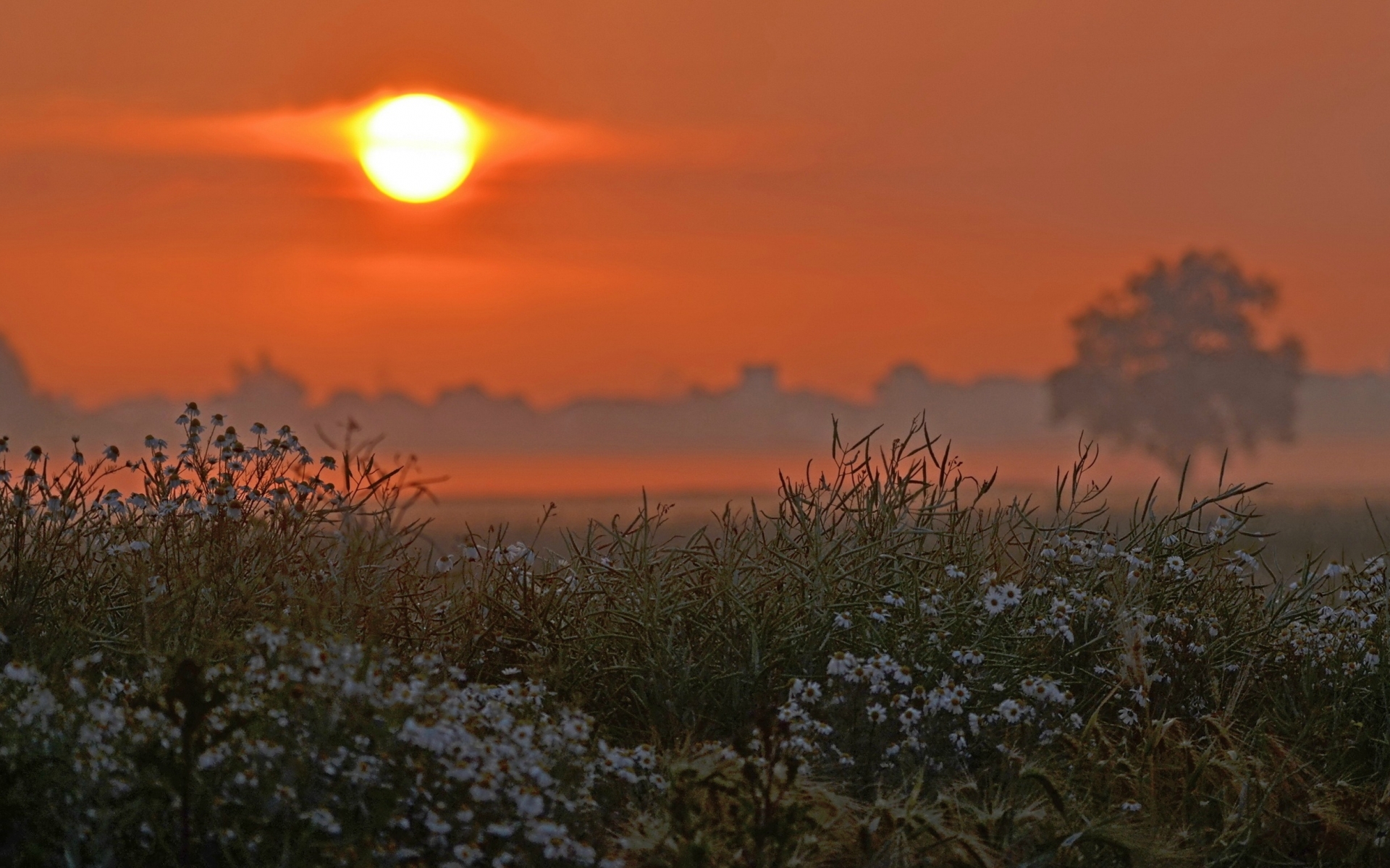 Téléchargez des papiers peints mobile Coucher De Soleil, Terre/nature gratuitement.