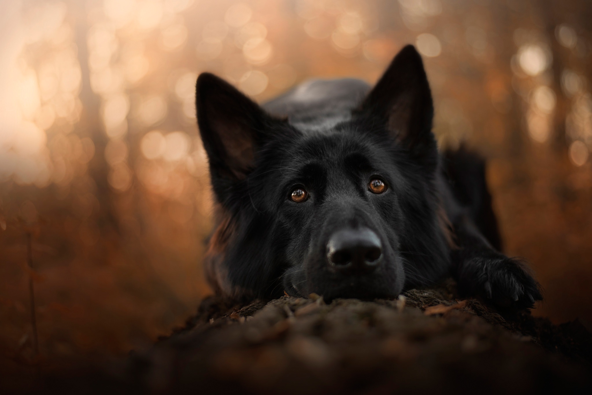 Baixe gratuitamente a imagem Animais, Cães, Cão, Pastor Alemão na área de trabalho do seu PC