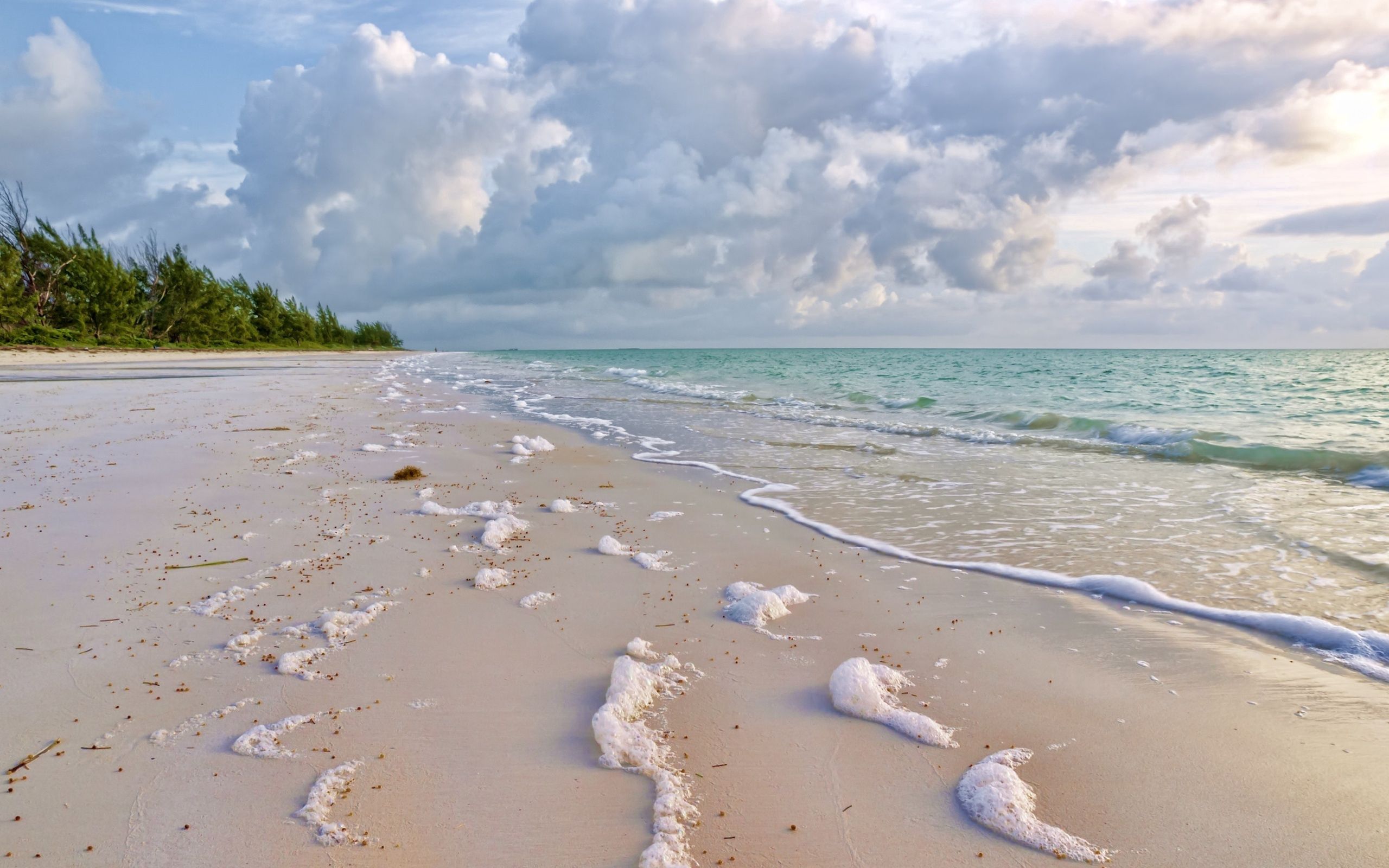 Download background greens, nature, sea, sand, coast, foam, surf