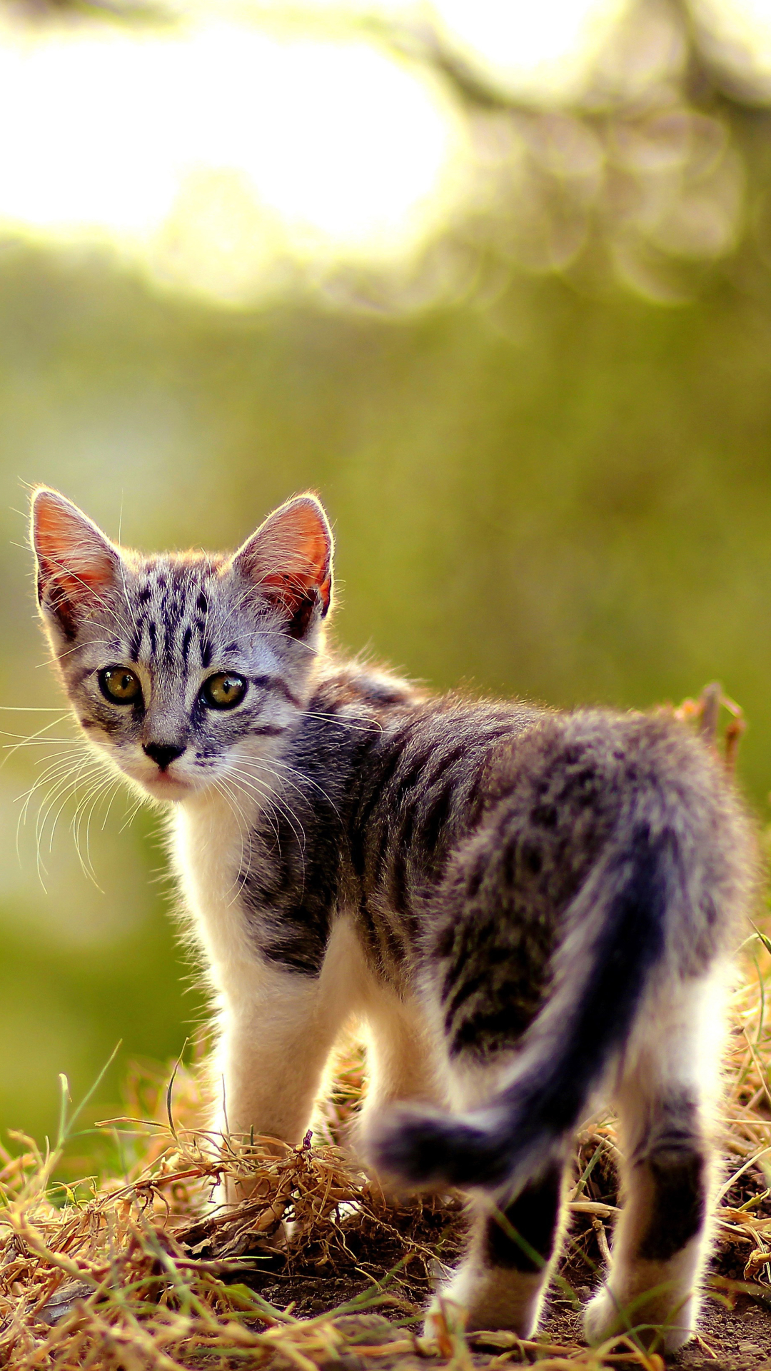 Скачати мобільні шпалери Трава, Кішка, Кошеня, Тварина, Коти безкоштовно.