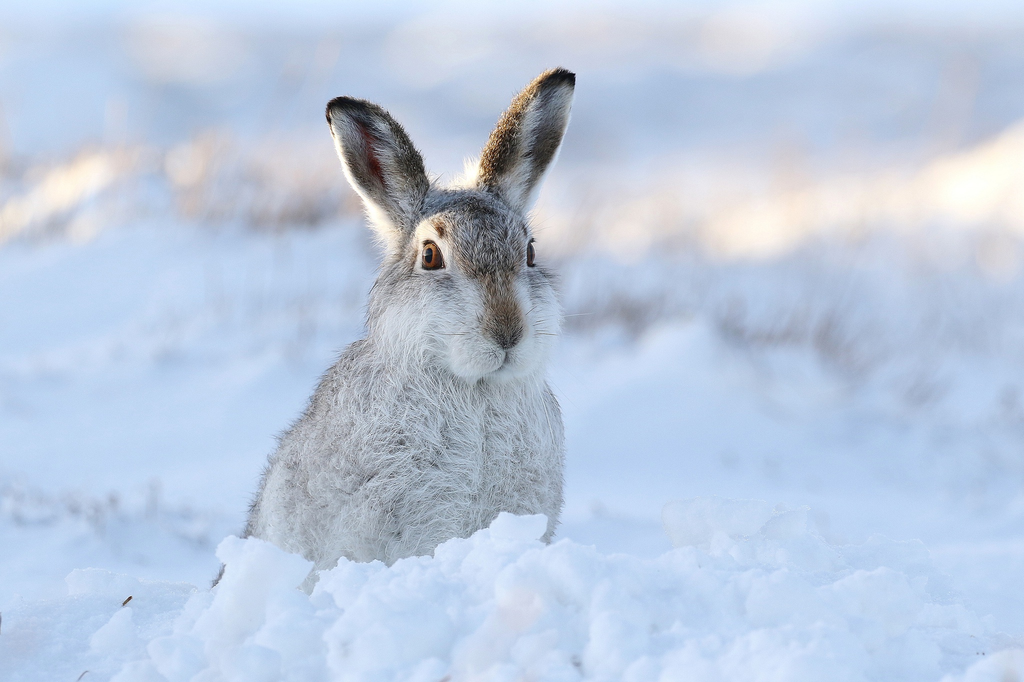 Laden Sie das Tiere, Winter, Schnee, Hase-Bild kostenlos auf Ihren PC-Desktop herunter