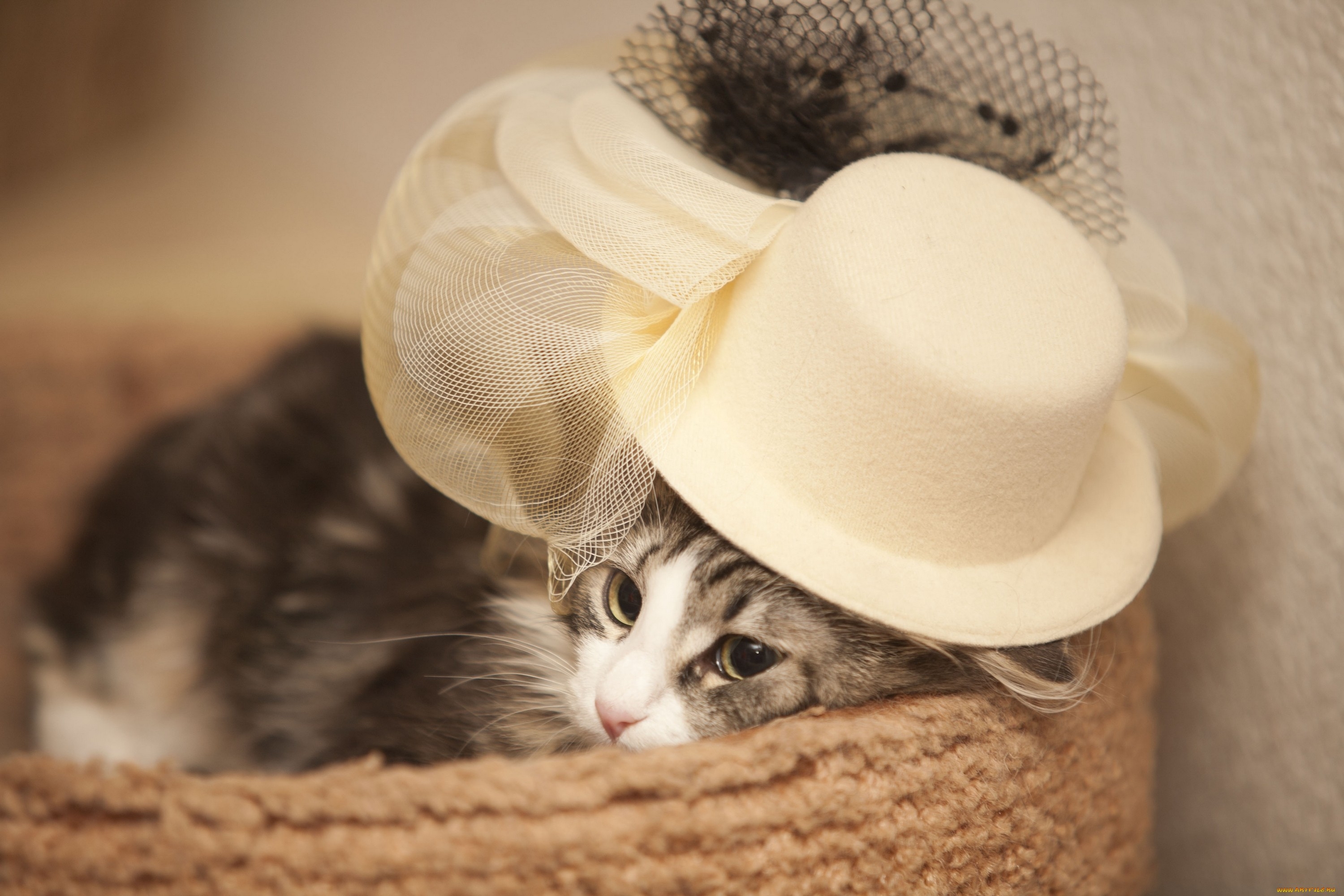 Download mobile wallpaper Kitten, Opinion, Hat, Kitty, Sight, Muzzle, Animals for free.