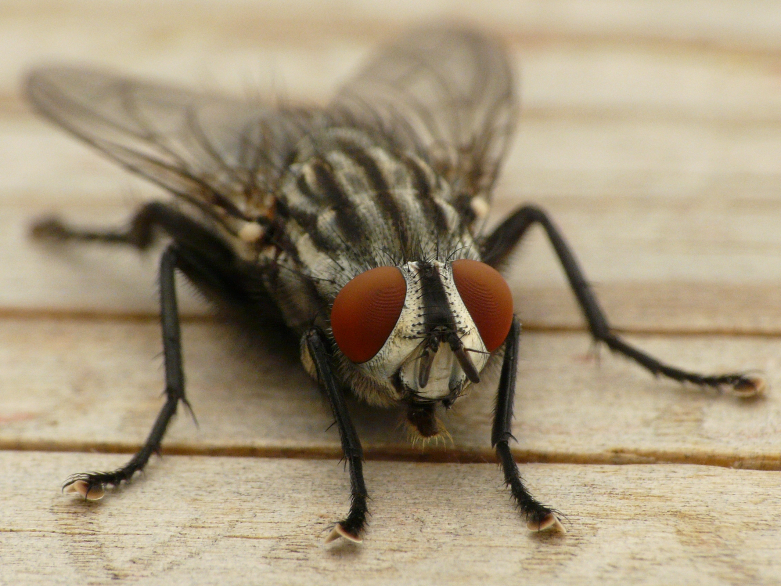 fly, macro, eyes, close up, insect, wings