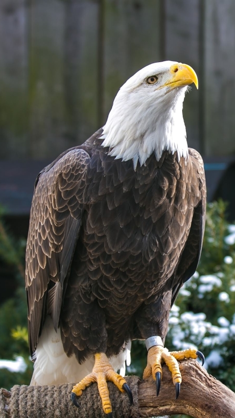 Handy-Wallpaper Tiere, Vögel, Weißkopfseeadler kostenlos herunterladen.