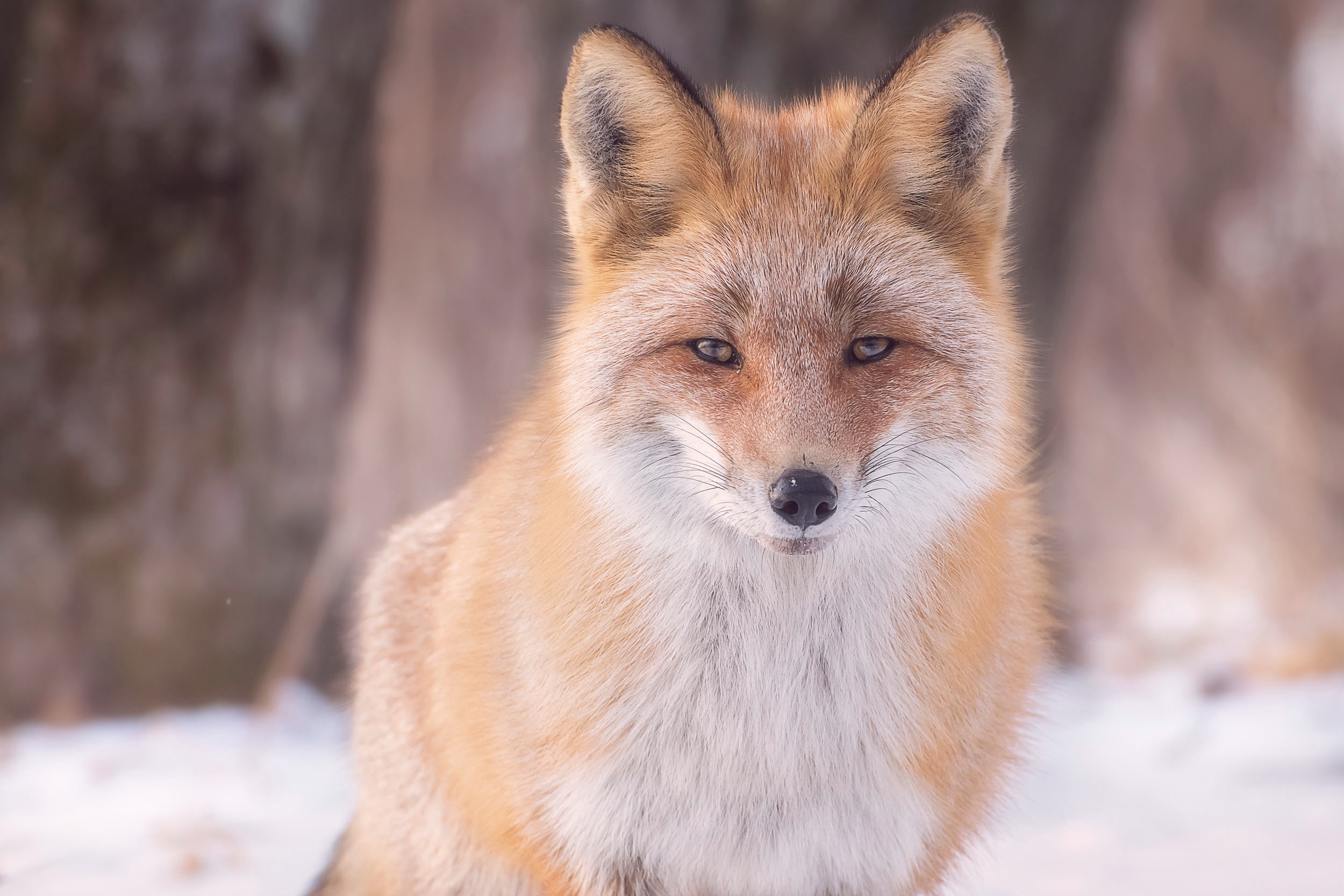 Handy-Wallpaper Tiere, Fuchs, Starren kostenlos herunterladen.