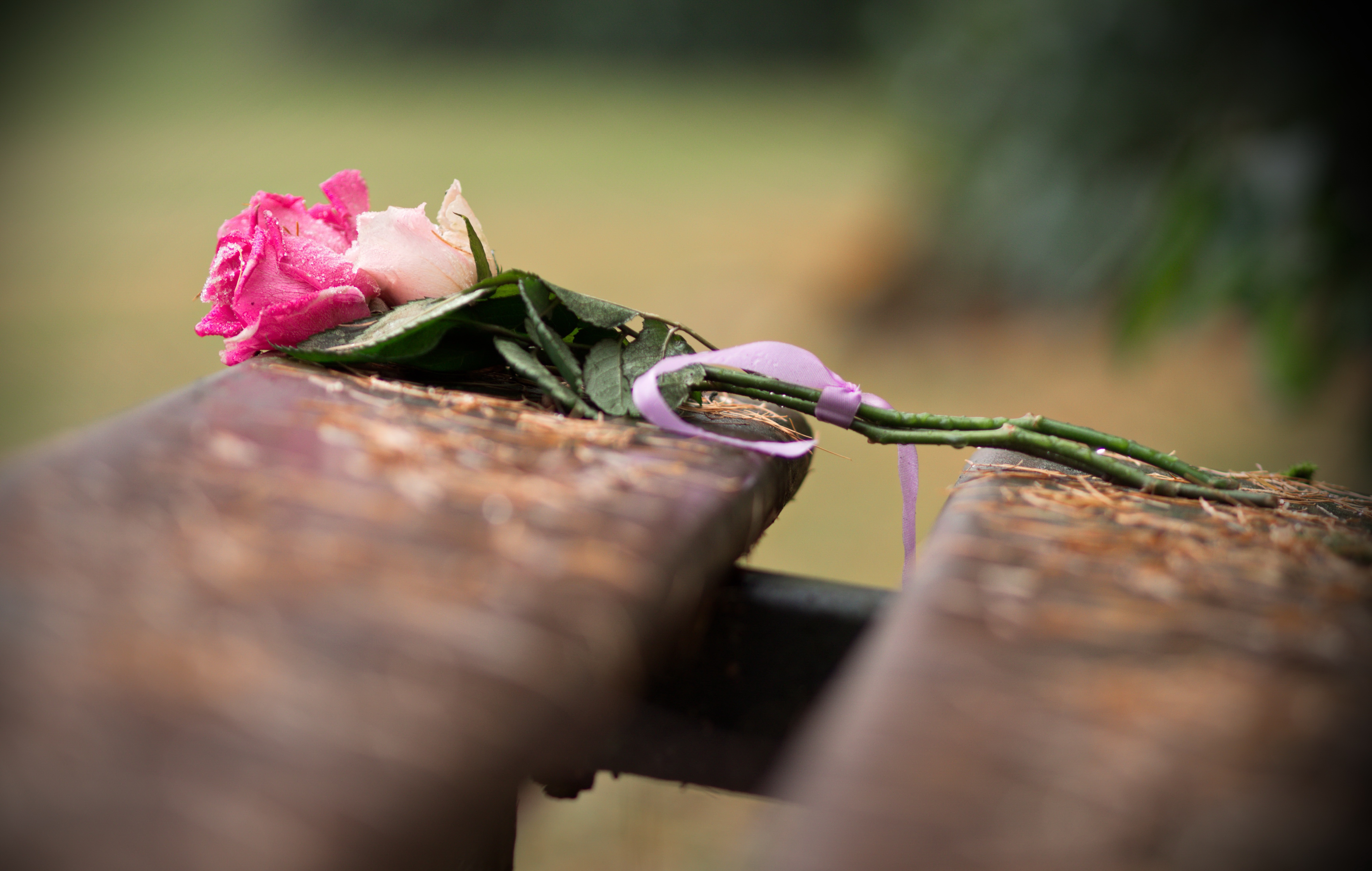 Descarga gratis la imagen Flores, Rosa, Flor, Flor Rosa, Tierra/naturaleza en el escritorio de tu PC