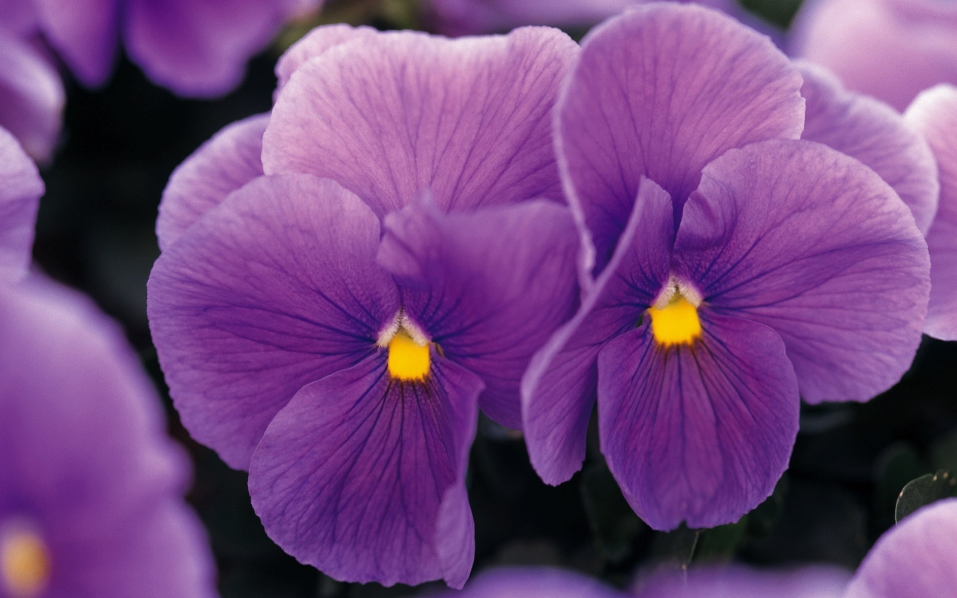 Téléchargez gratuitement l'image Fleurs, Fleur, Terre/nature sur le bureau de votre PC