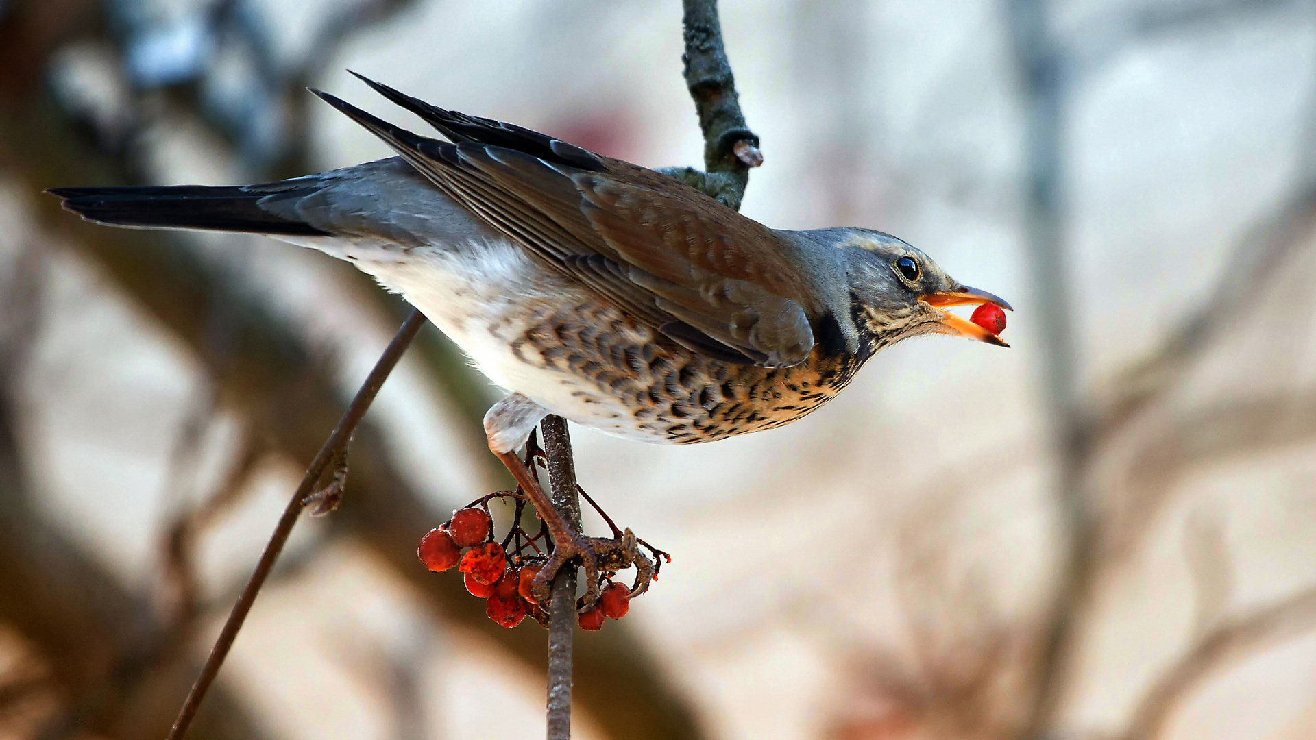 Laden Sie das Tiere, Vögel, Vogel-Bild kostenlos auf Ihren PC-Desktop herunter