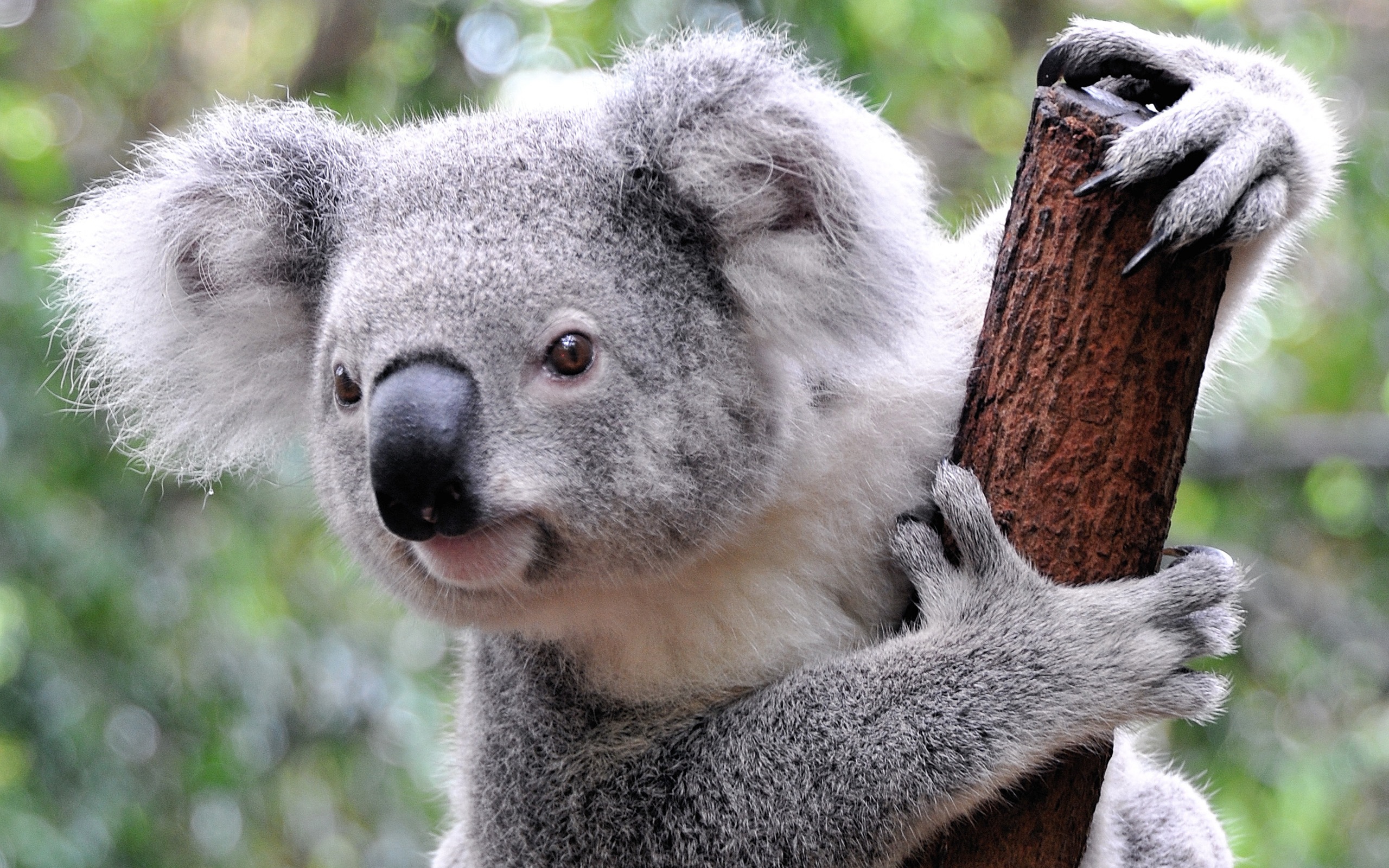 Meilleurs fonds d'écran Koala pour l'écran du téléphone