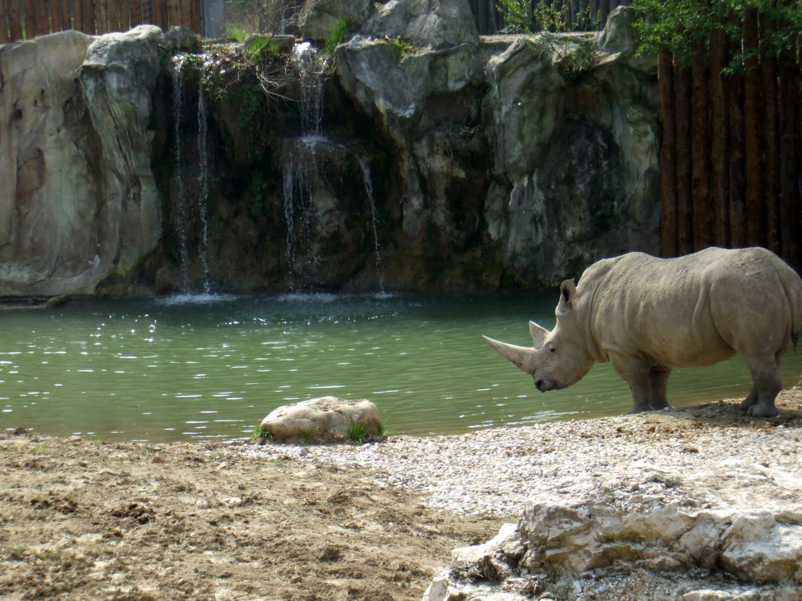 Rhinoceros Desktop Background Image
