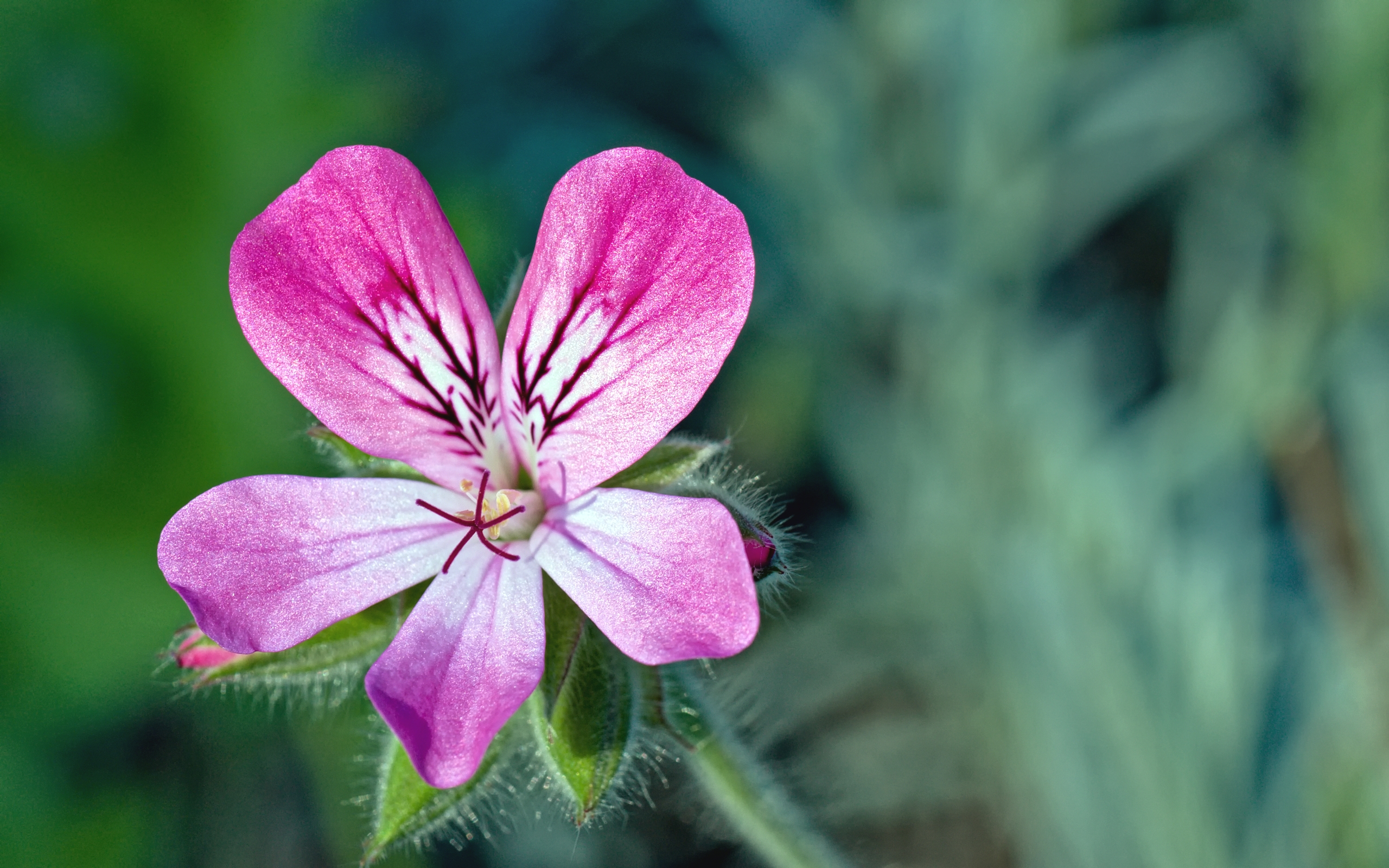 Descarga gratuita de fondo de pantalla para móvil de Flores, Flor, Tierra/naturaleza.