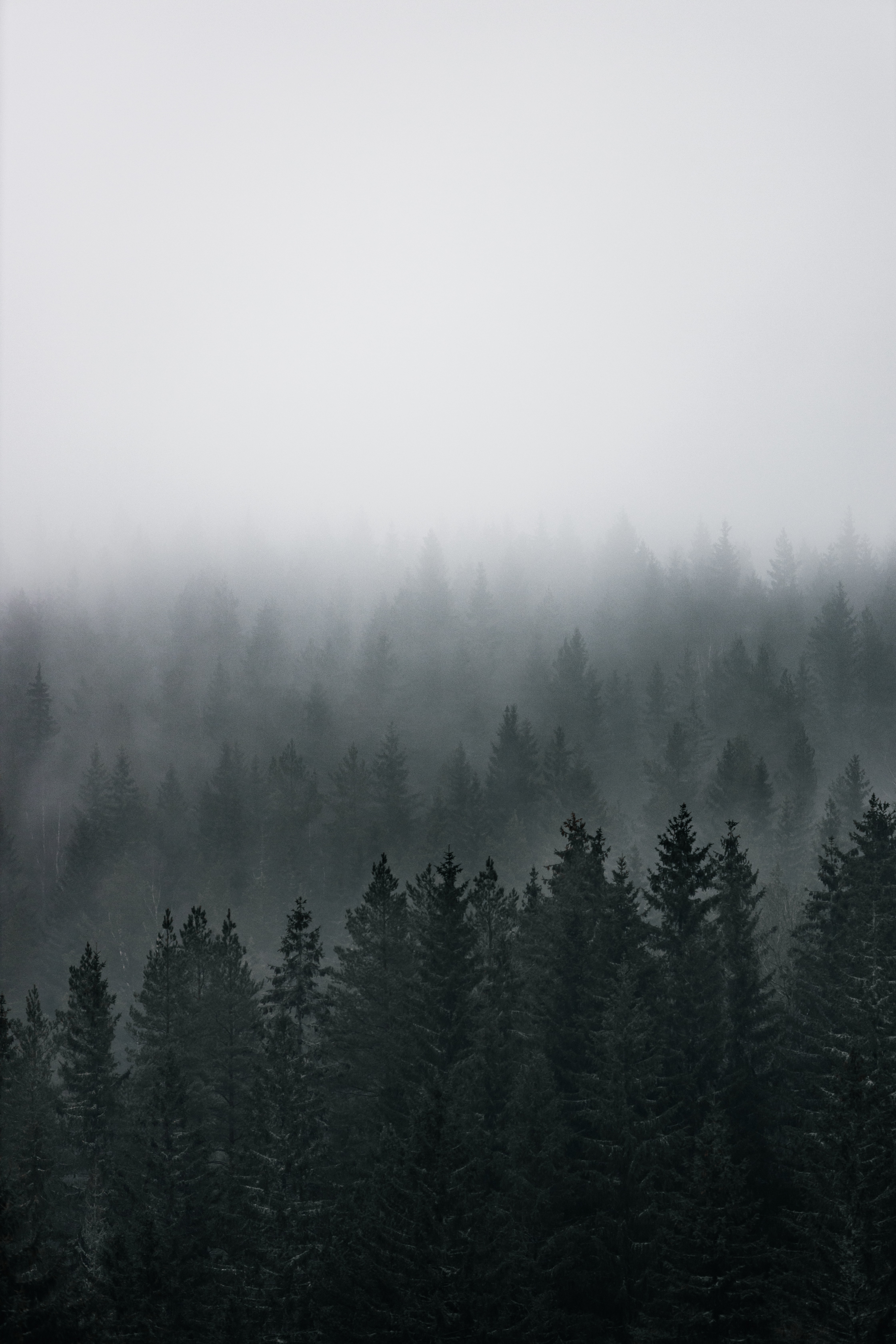 fog, trees, nature, pine, view from above, coniferous, forest