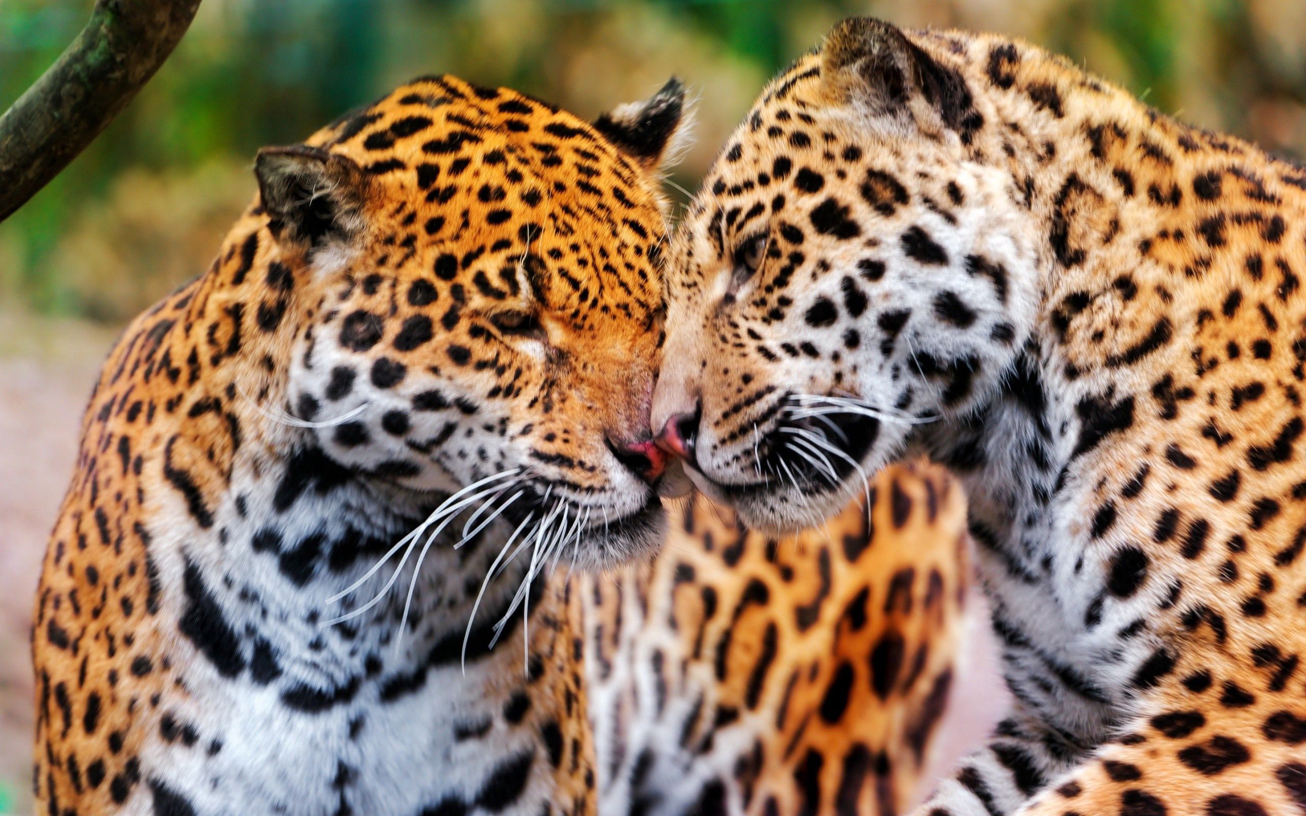 animals, couple, pair, muzzle, jaguars, wild cats, wildcats