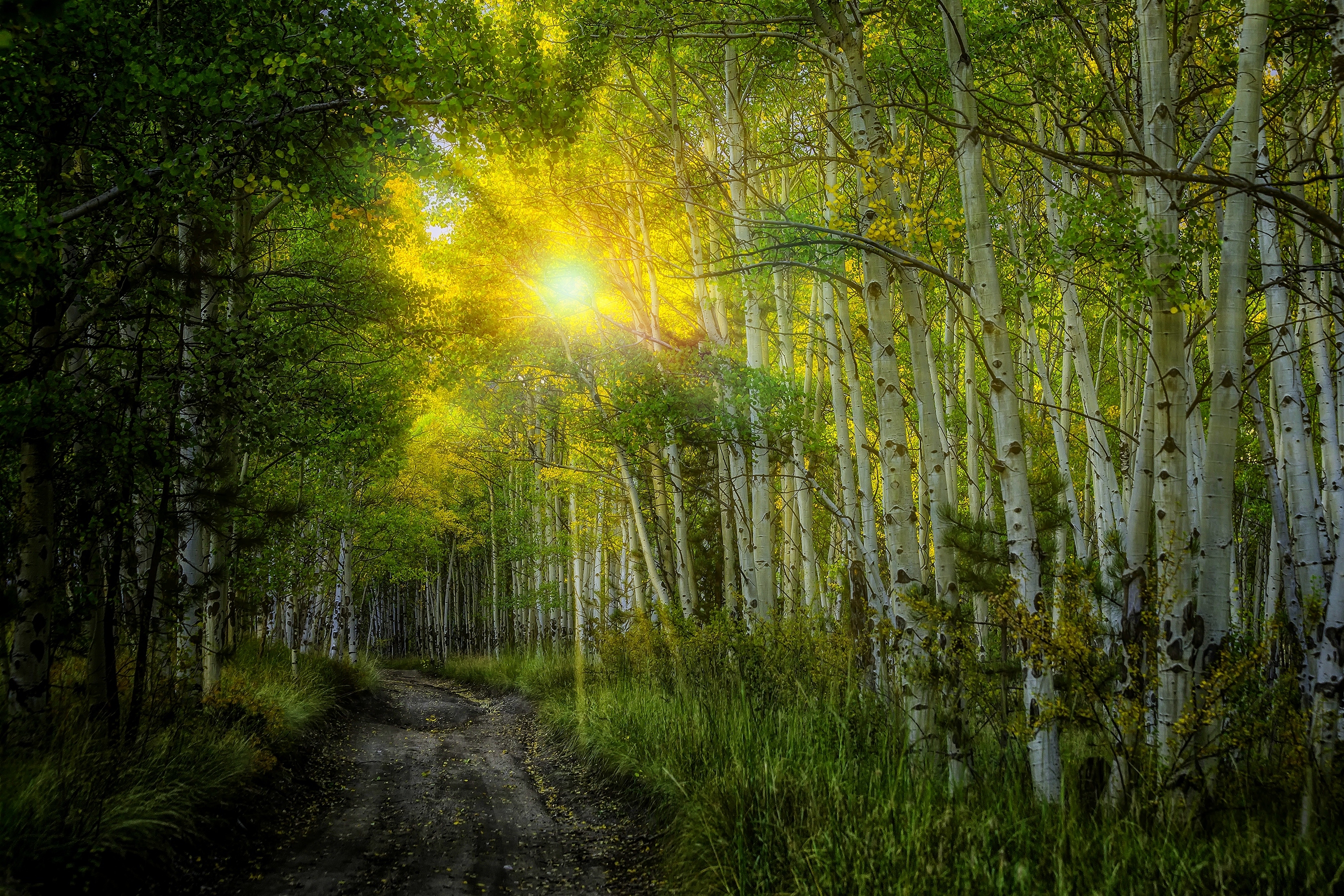 Laden Sie das Birken, Wald, Pfad, Sonne, Sonnenstrahl, Erde/natur, Sonnenschein-Bild kostenlos auf Ihren PC-Desktop herunter