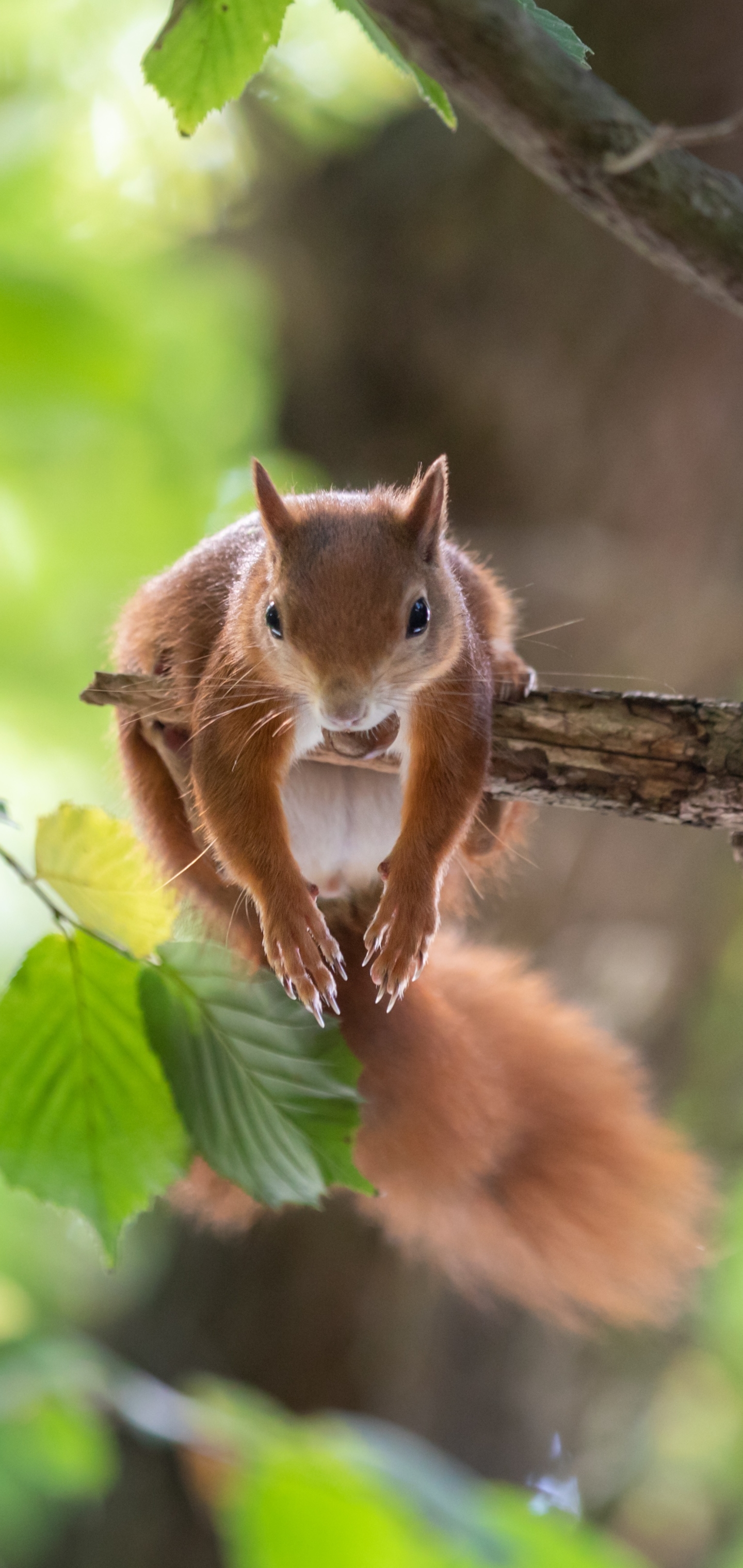 Handy-Wallpaper Tiere, Eichhörnchen, Nagetier kostenlos herunterladen.