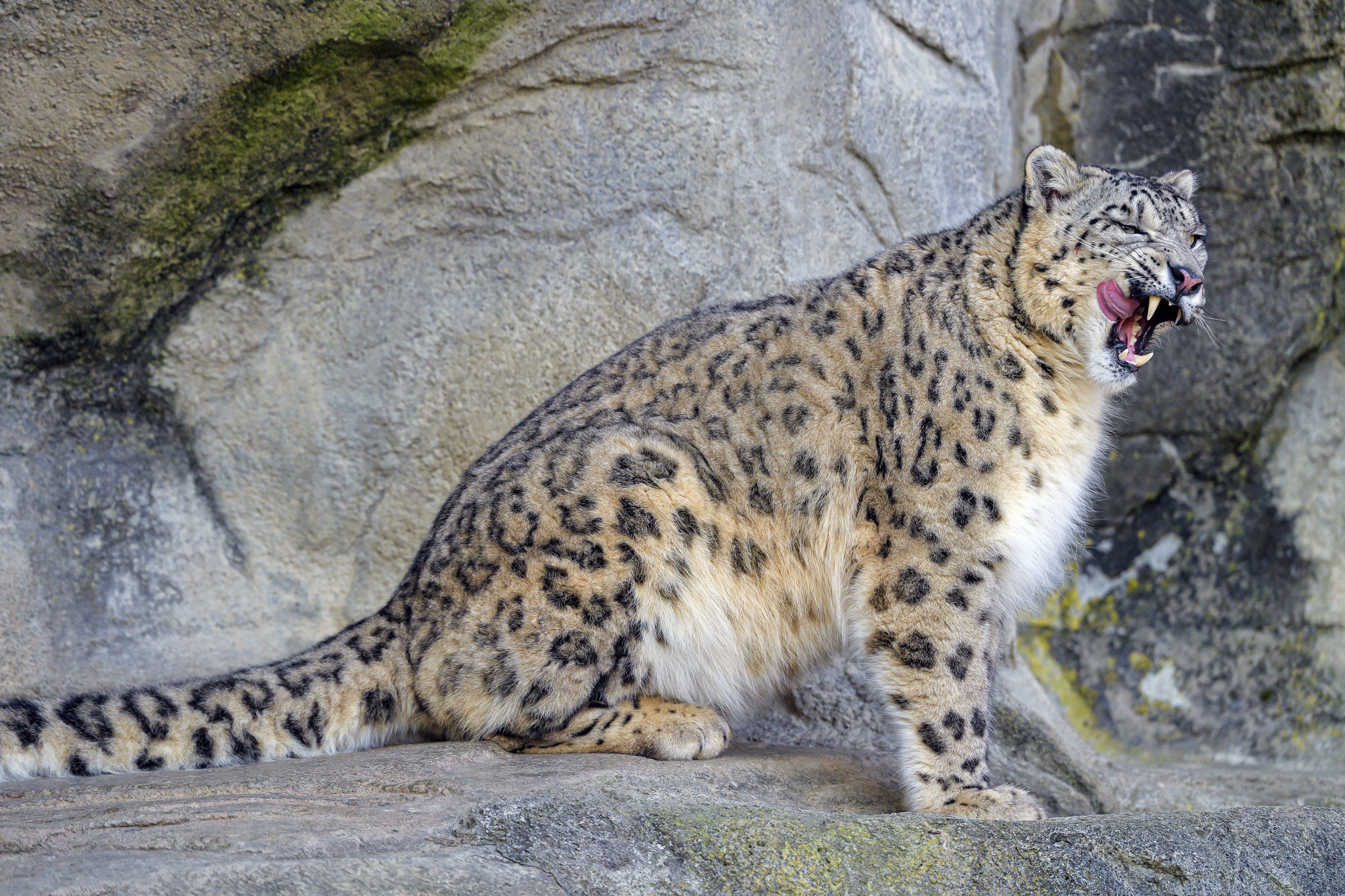 snow leopard, animals, predator, wildlife, protruding tongue, tongue stuck out, irbis