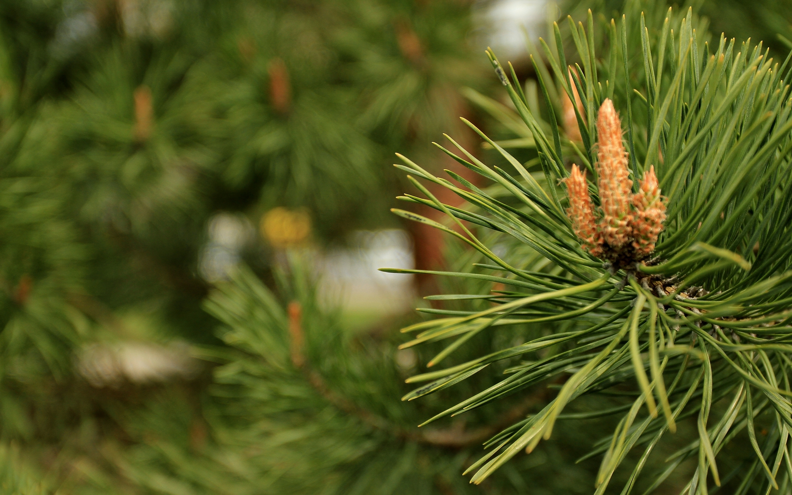 Download mobile wallpaper Plants, Pine for free.