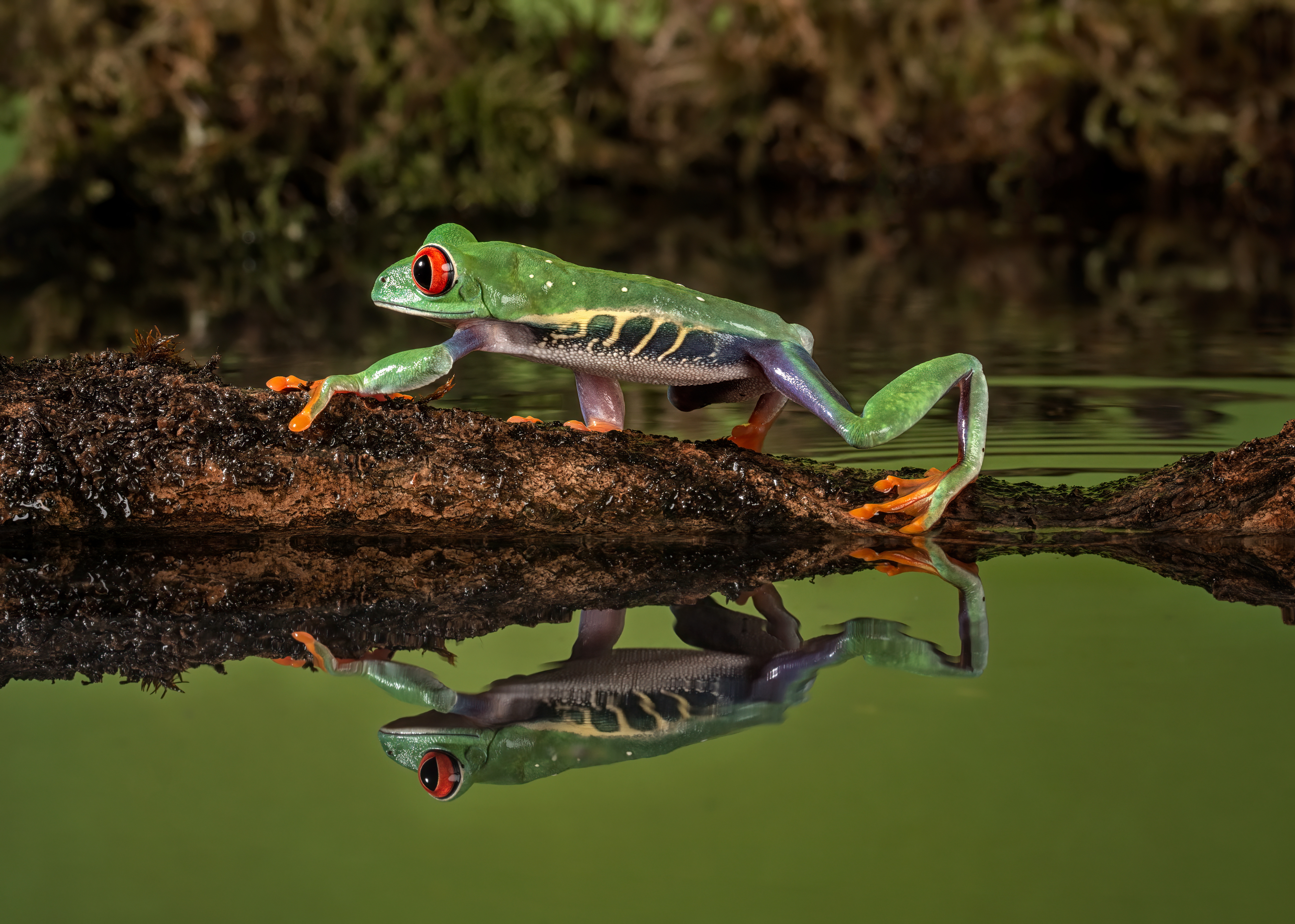 Free download wallpaper Frogs, Reflection, Animal, Red Eyed Tree Frog on your PC desktop