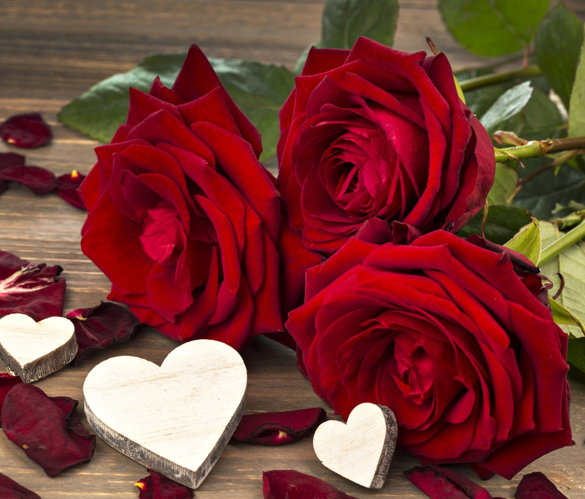 Téléchargez des papiers peints mobile Fleurs, Rose, Amour, Fleur, Rose Rouge, Romantique, Fleur Rouge, Terre/nature, Aimer gratuitement.