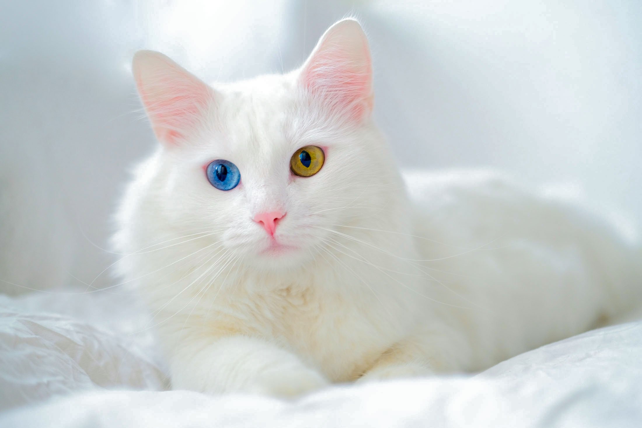 Download mobile wallpaper Cats, Cat, Animal, Heterochromia for free.