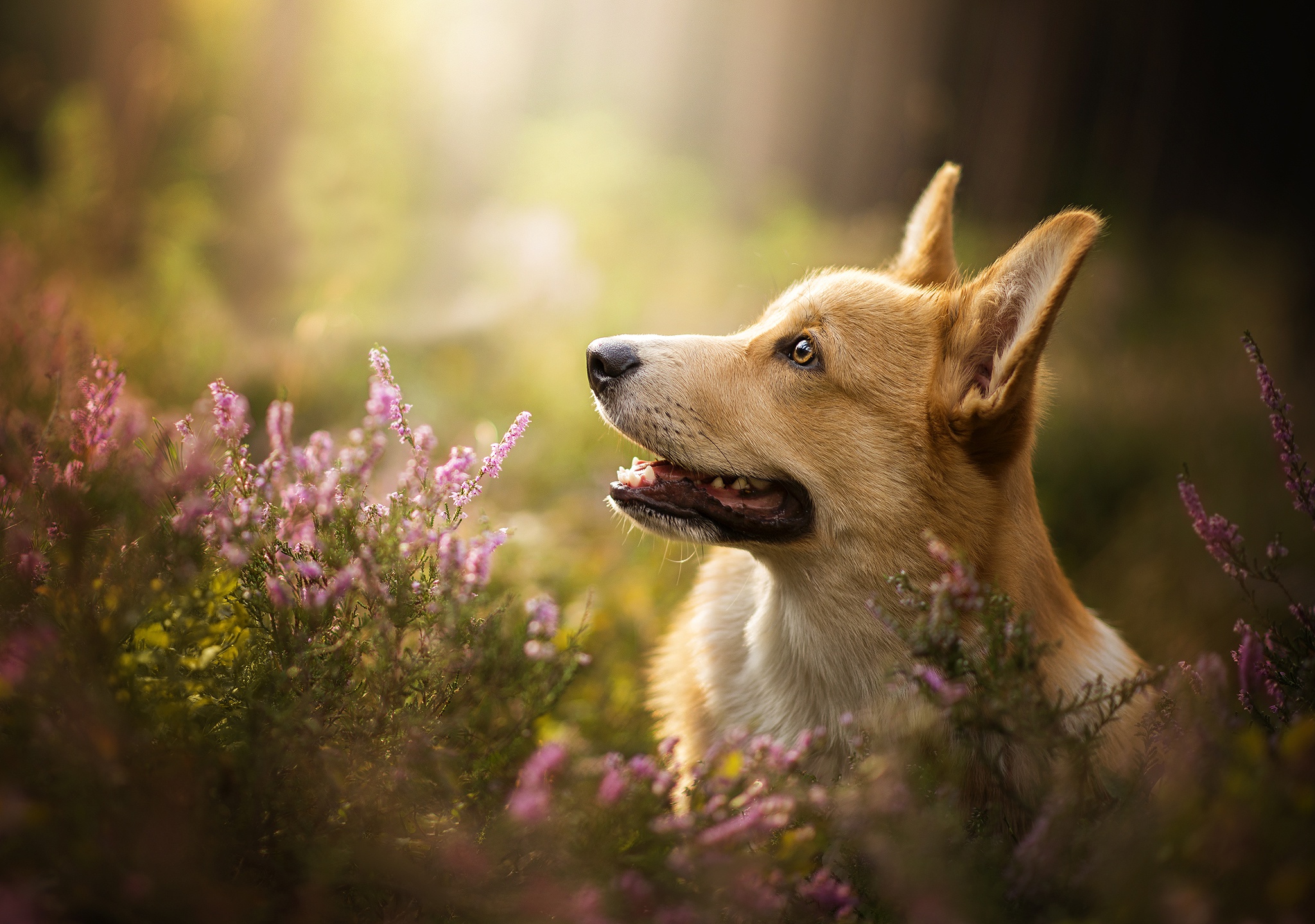 Free download wallpaper Dogs, Dog, Animal, Corgi, Pembroke Welsh Corgi on your PC desktop